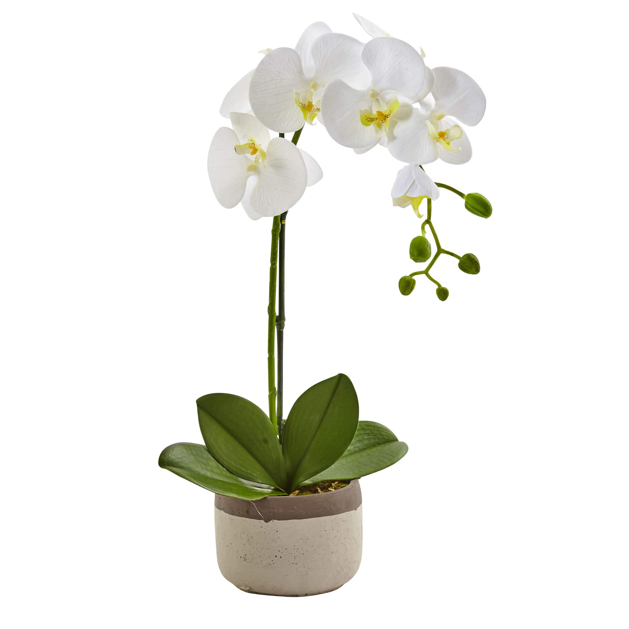 19" White Orchid in Ceramic Pot