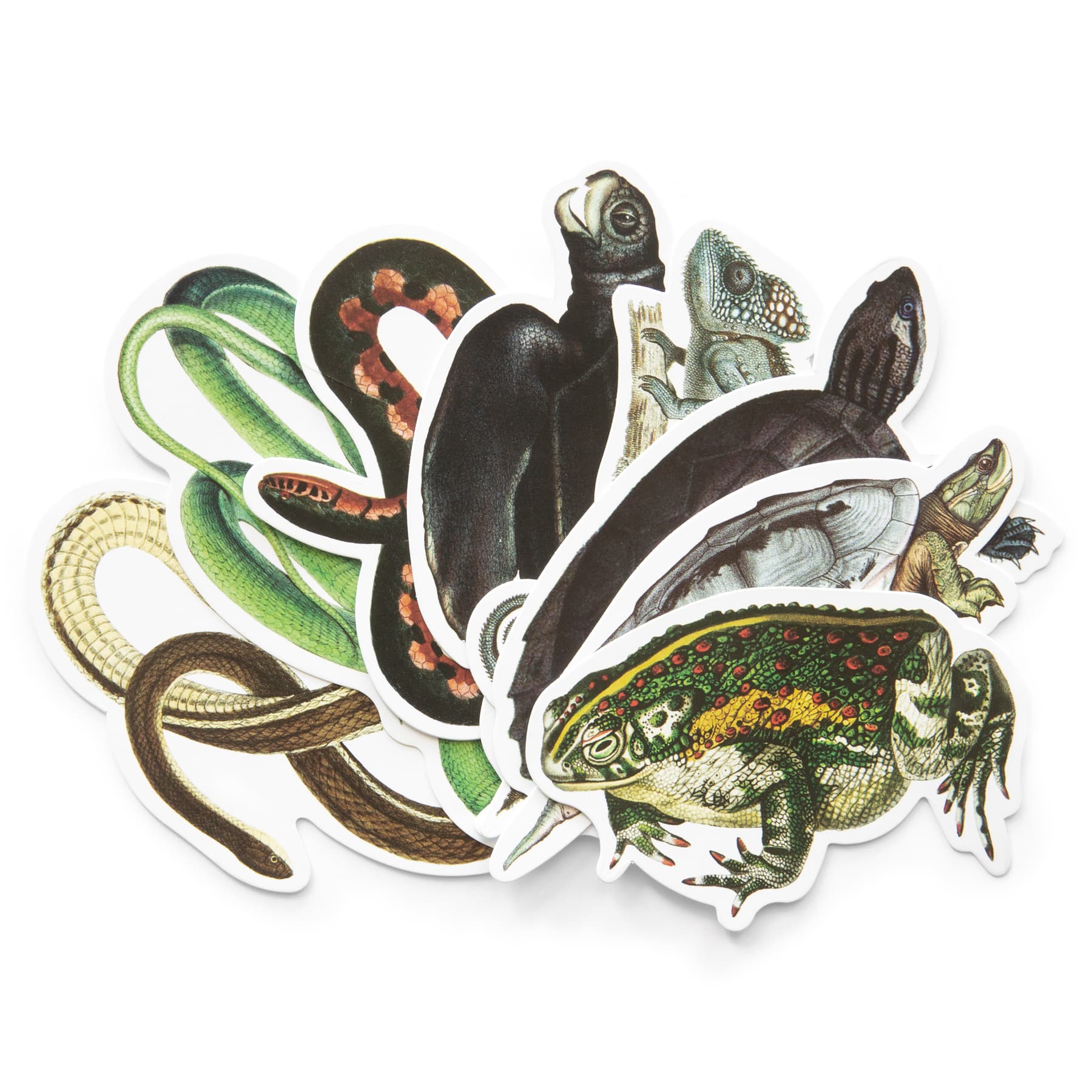 12 Pack: Reptiles Die Cut Stickers by Recollections™