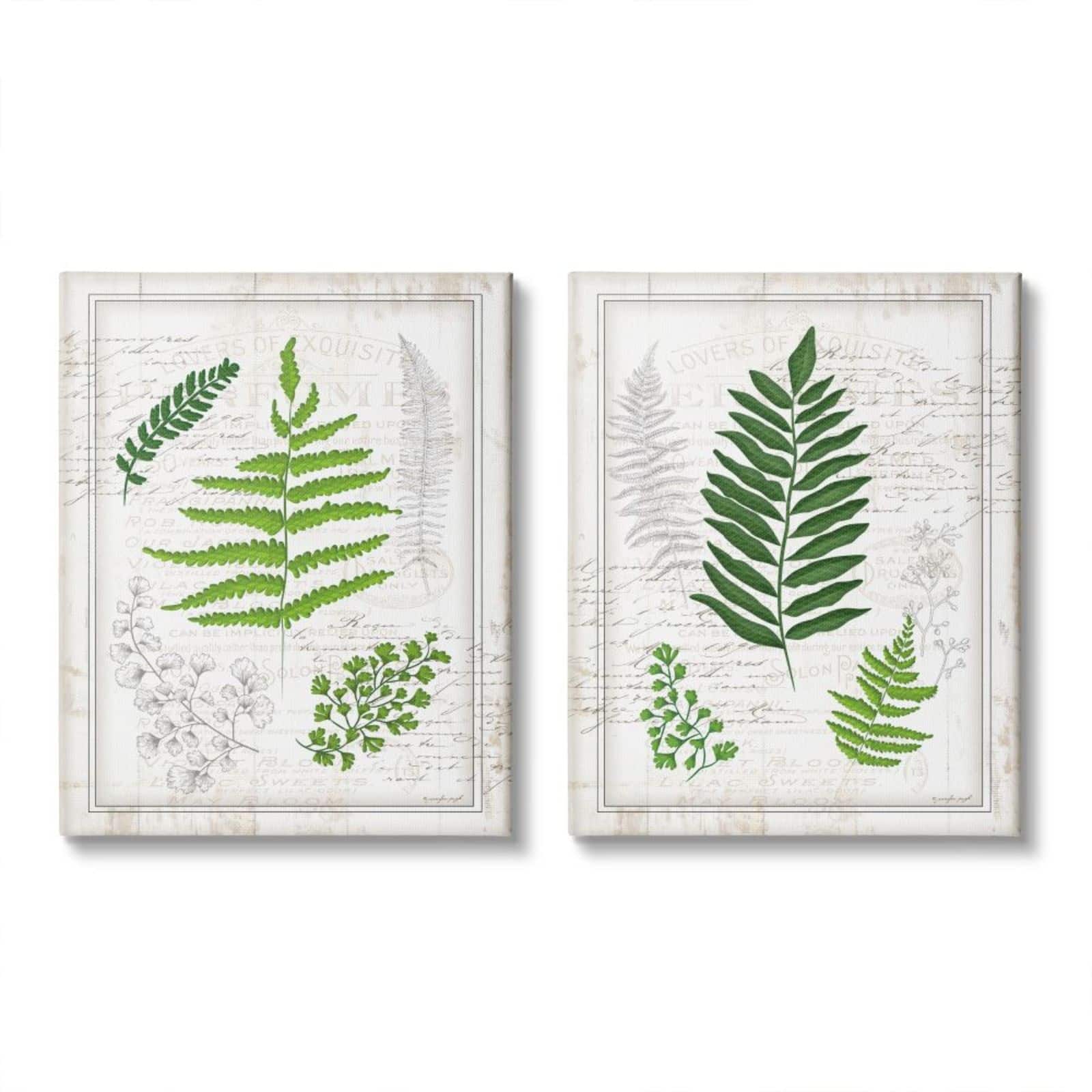 Stupell Industries Antique Fern Study with Script Forest Greenery Canvas Wall Art Set