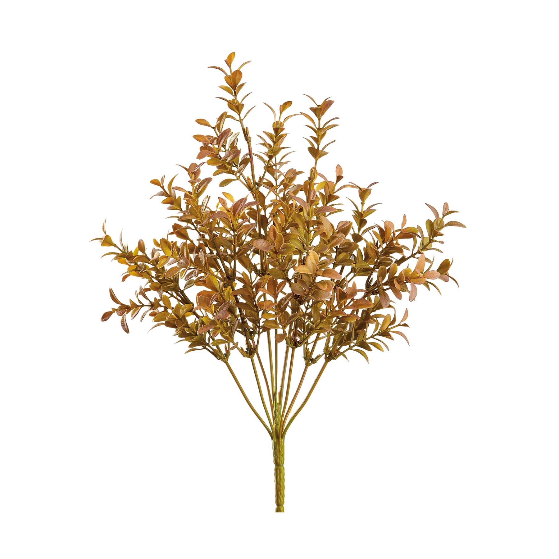 6 Pack: Gold &#x26; Green Boxwood Bush