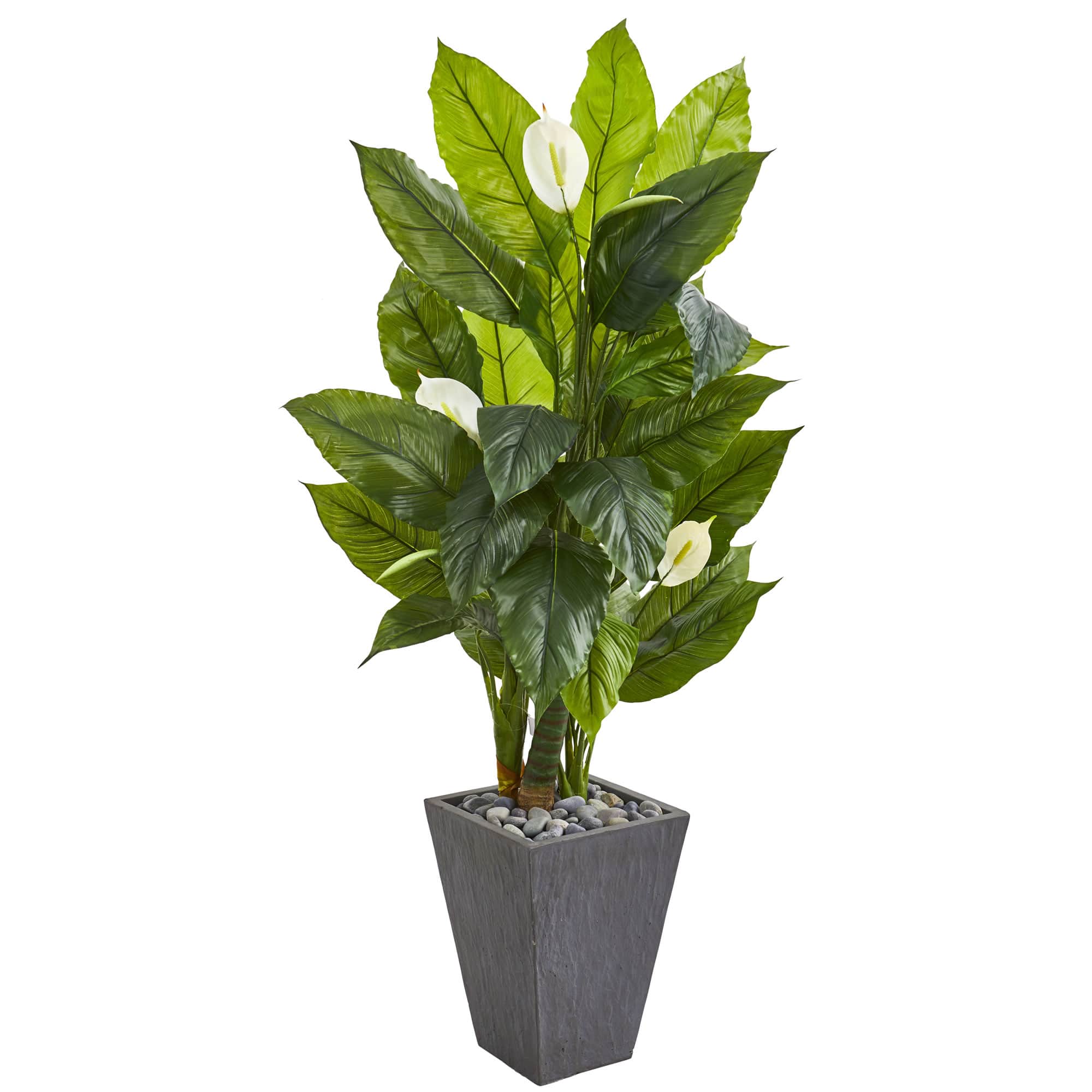 5ft. Potted Peace Lily in Decorative Slate Planter