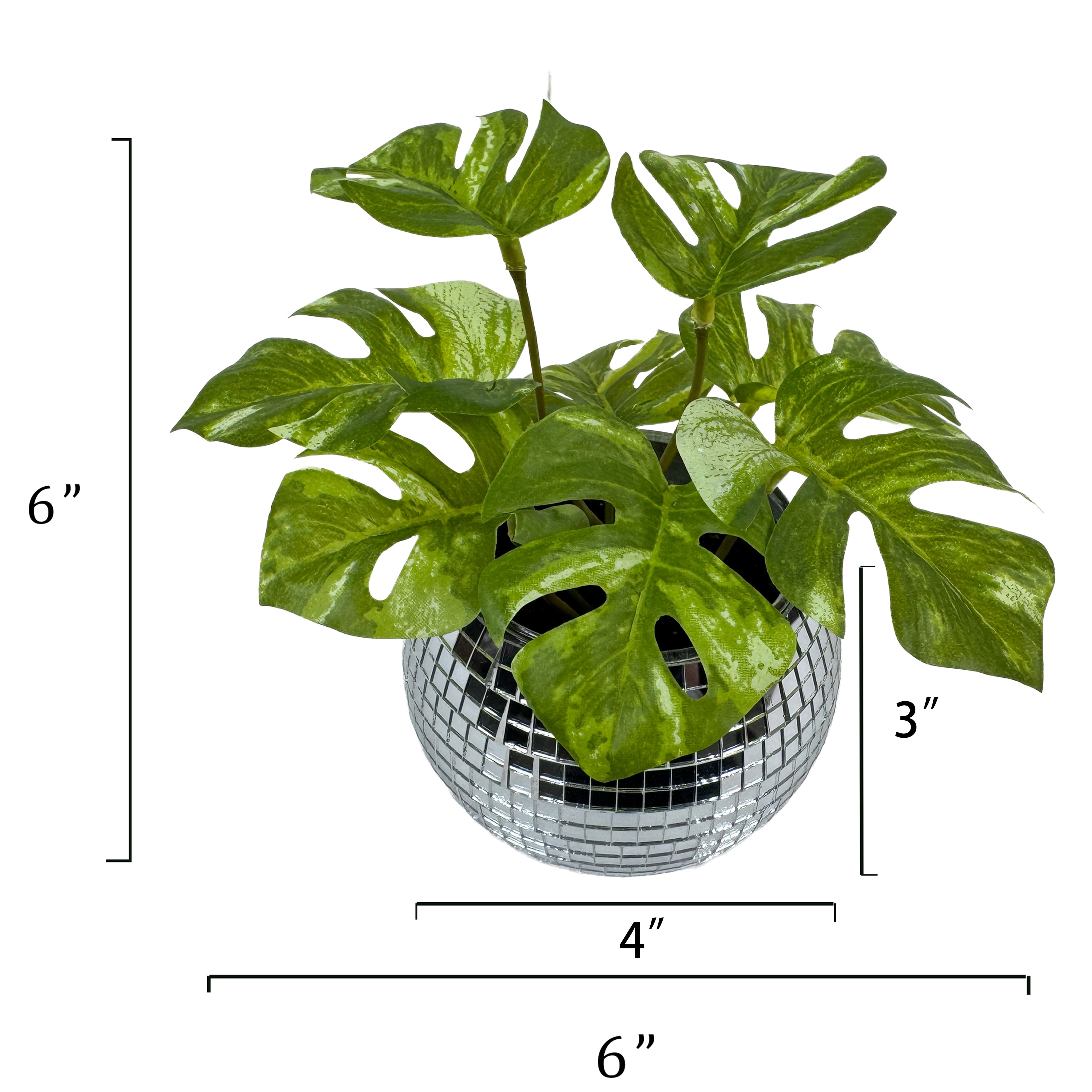 6&#x22; Split Philodendron in Disco Pot by Ashland&#xAE;