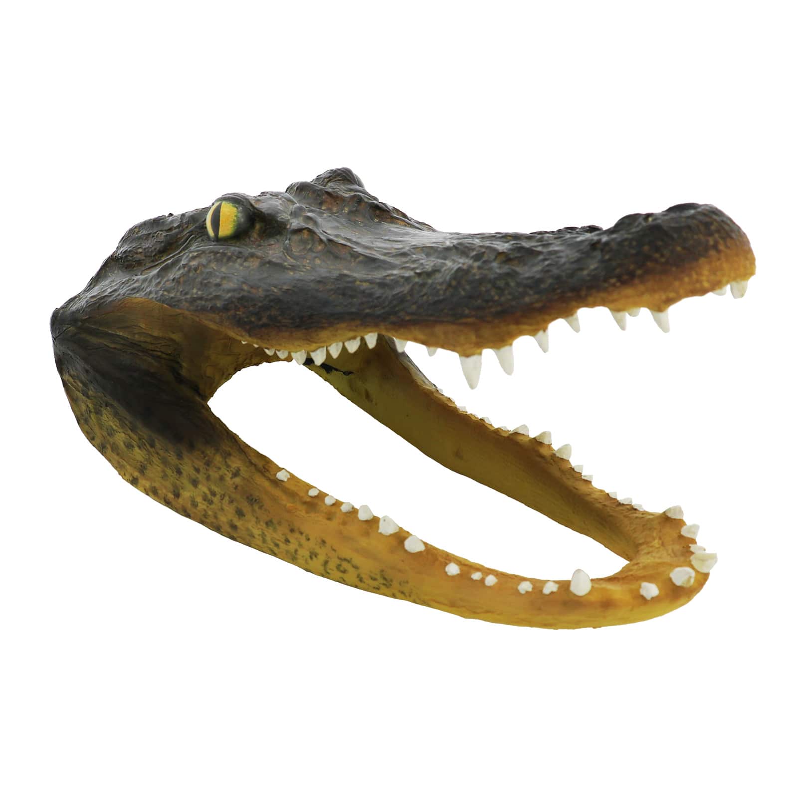 10.5" Alligator Head Tabletop Accent by Ashland®