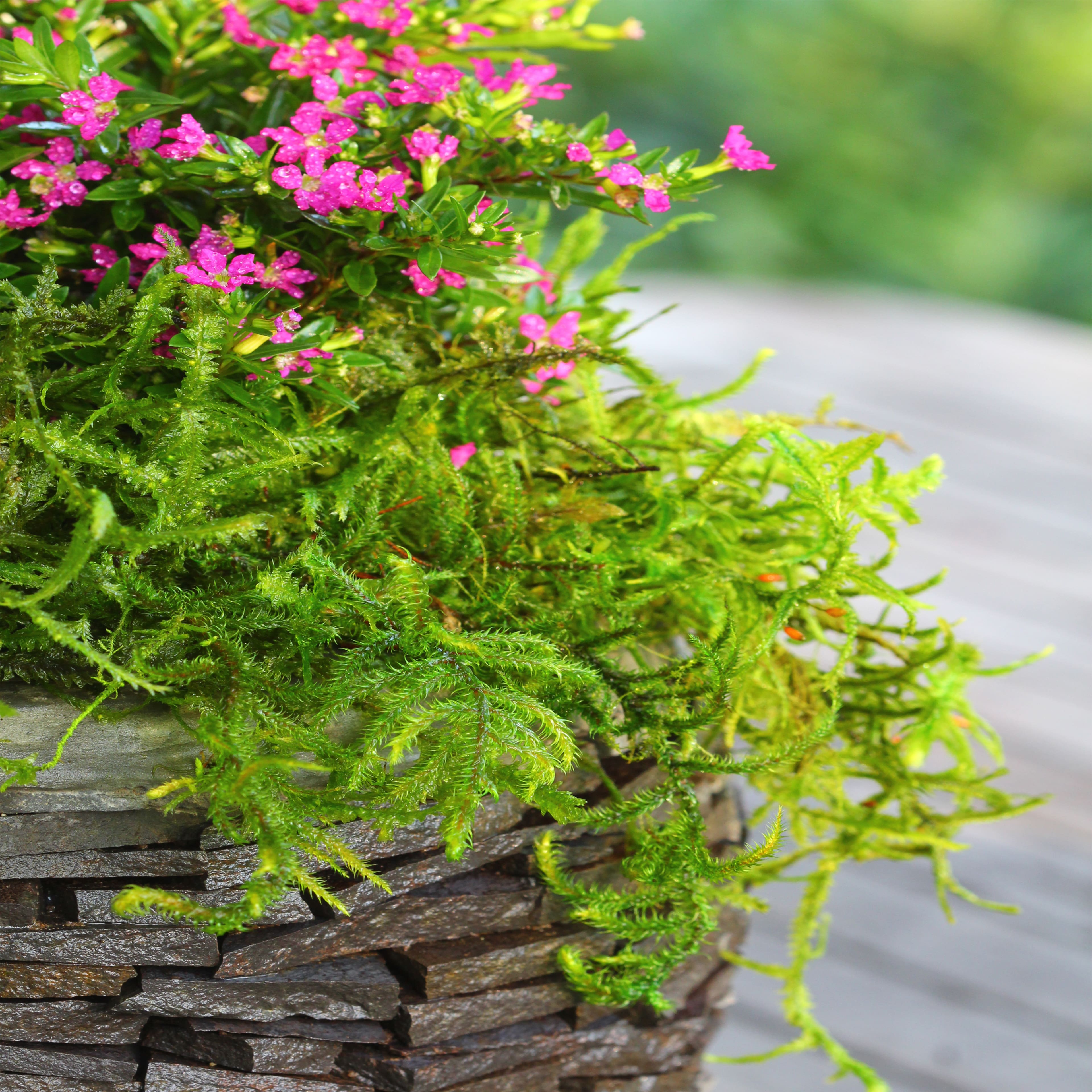 SuperMoss® Preserved Moss