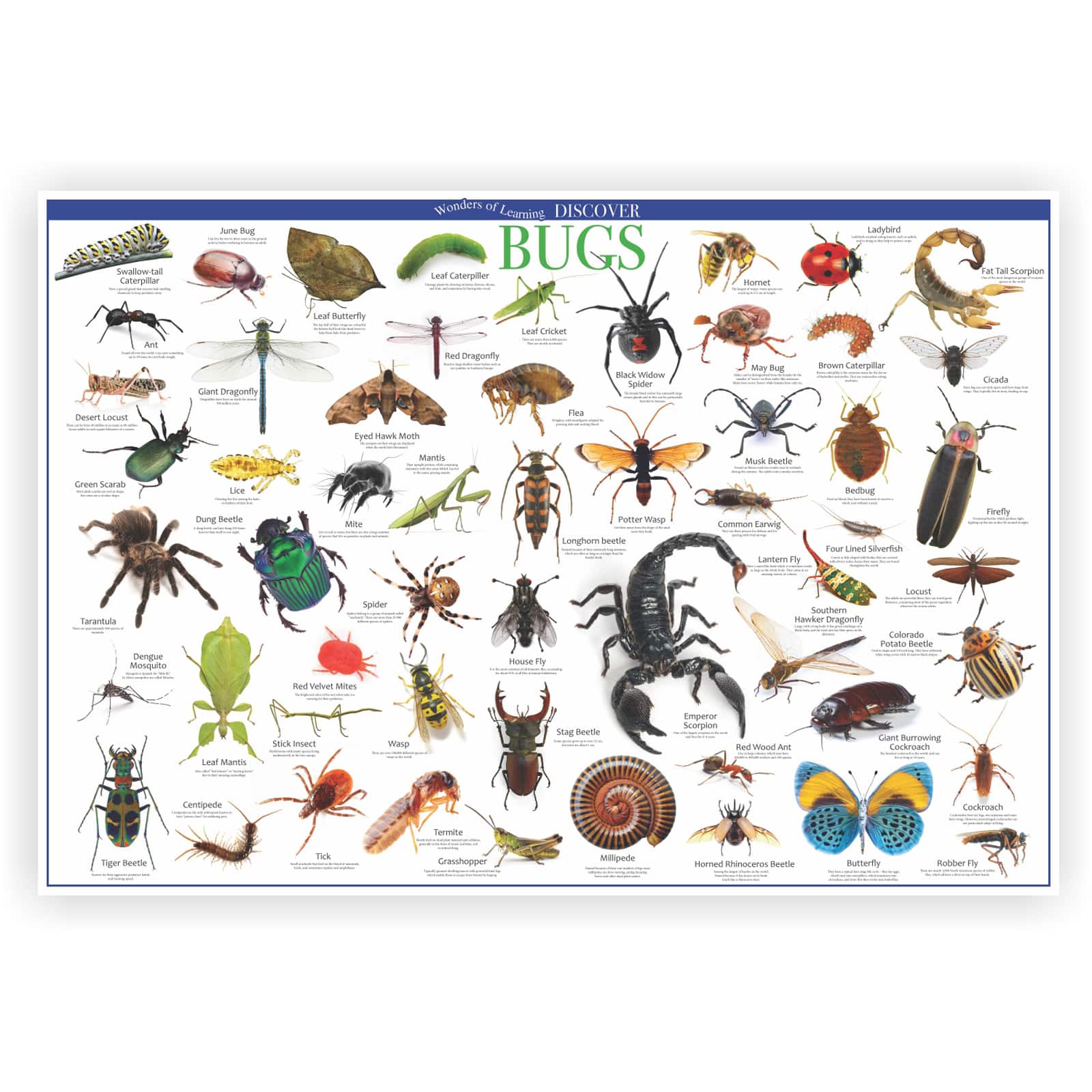 Wonders of Learning Discover Bugs Educational Tin Set