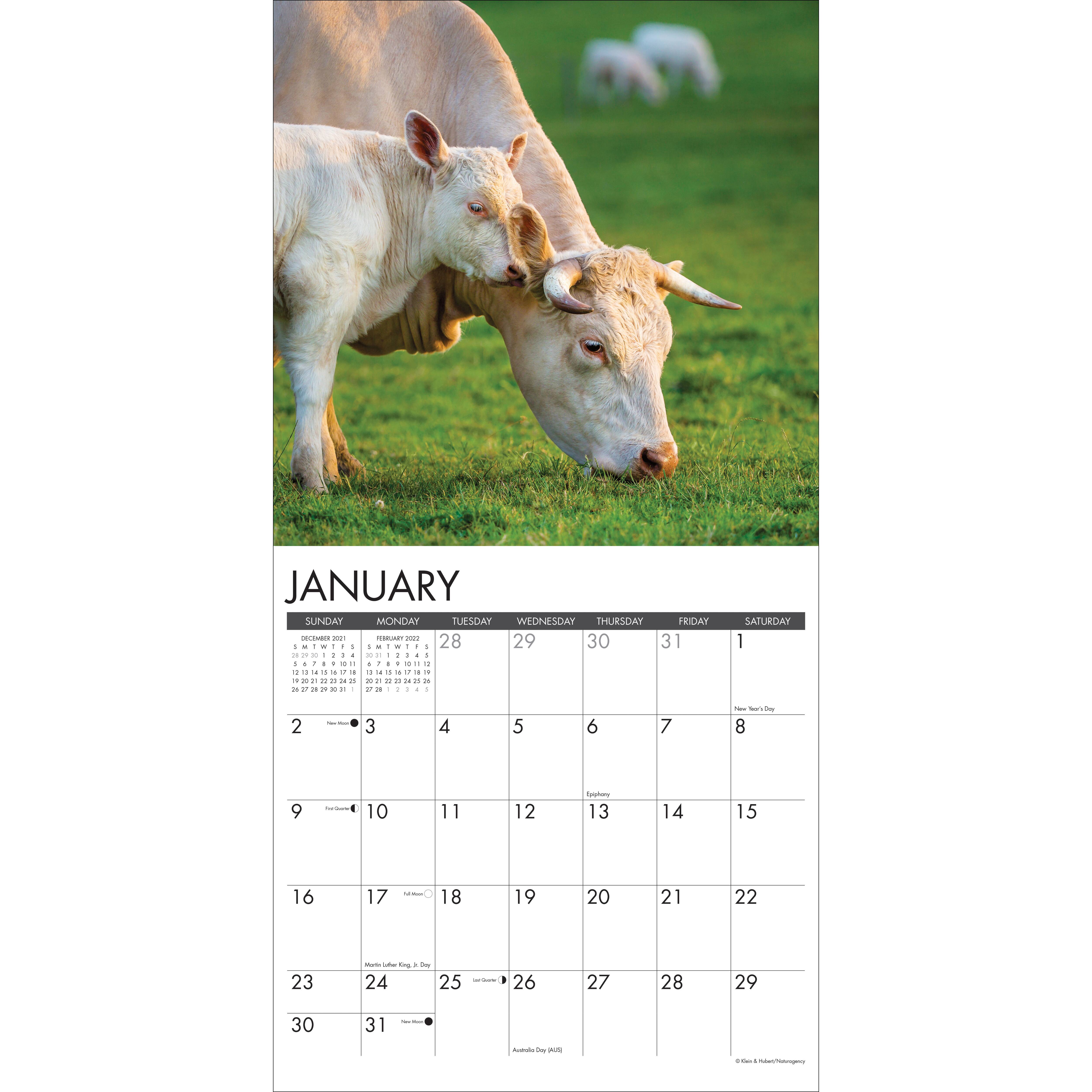 2022 Just Cows Wall Calendar | Michaels