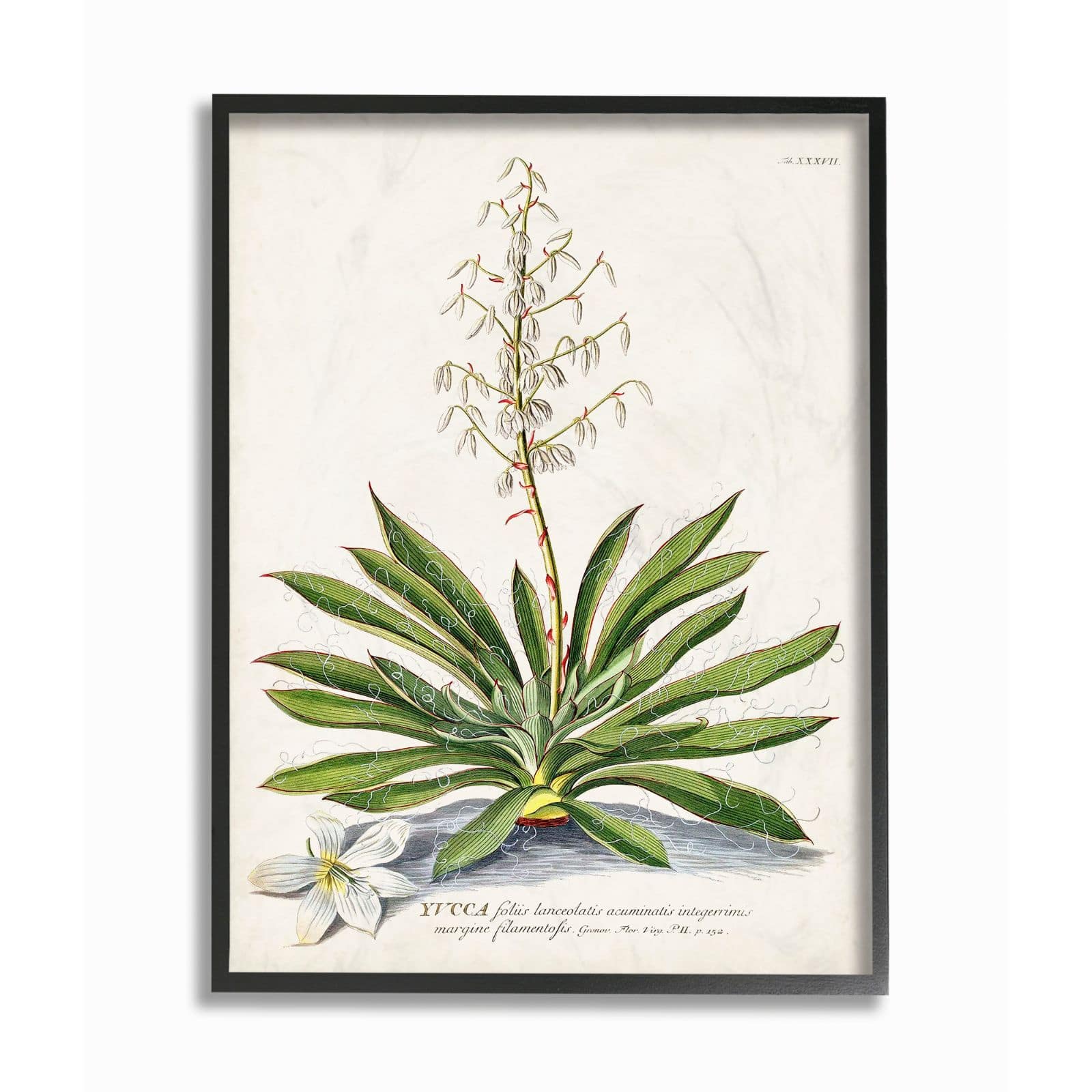 Stupell Industries Botanical Fern Illustration Wall Art in Black Frame