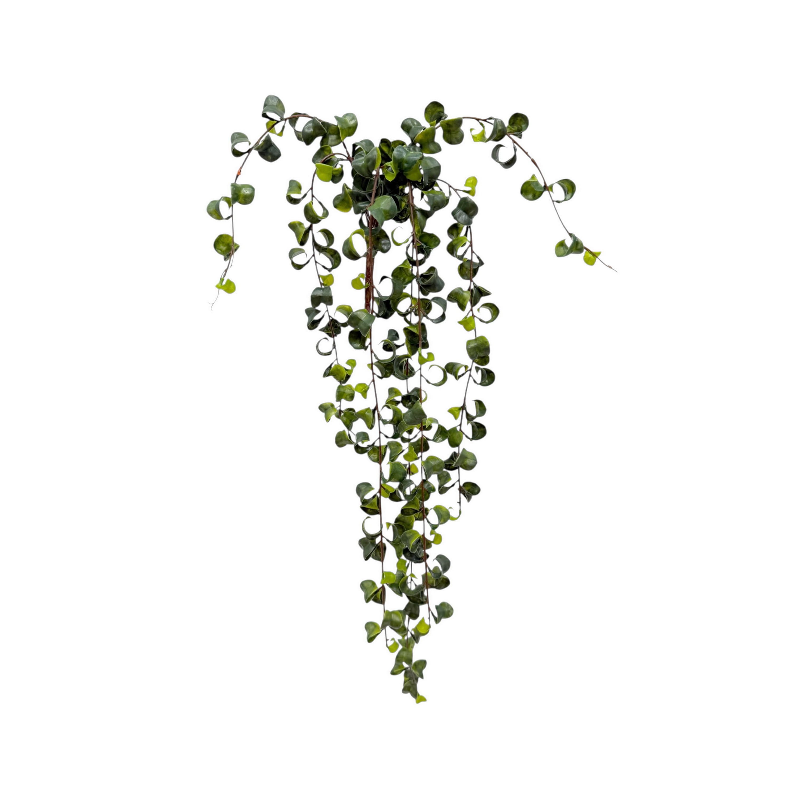 34" Hanging Curly Ficus by Ashland®