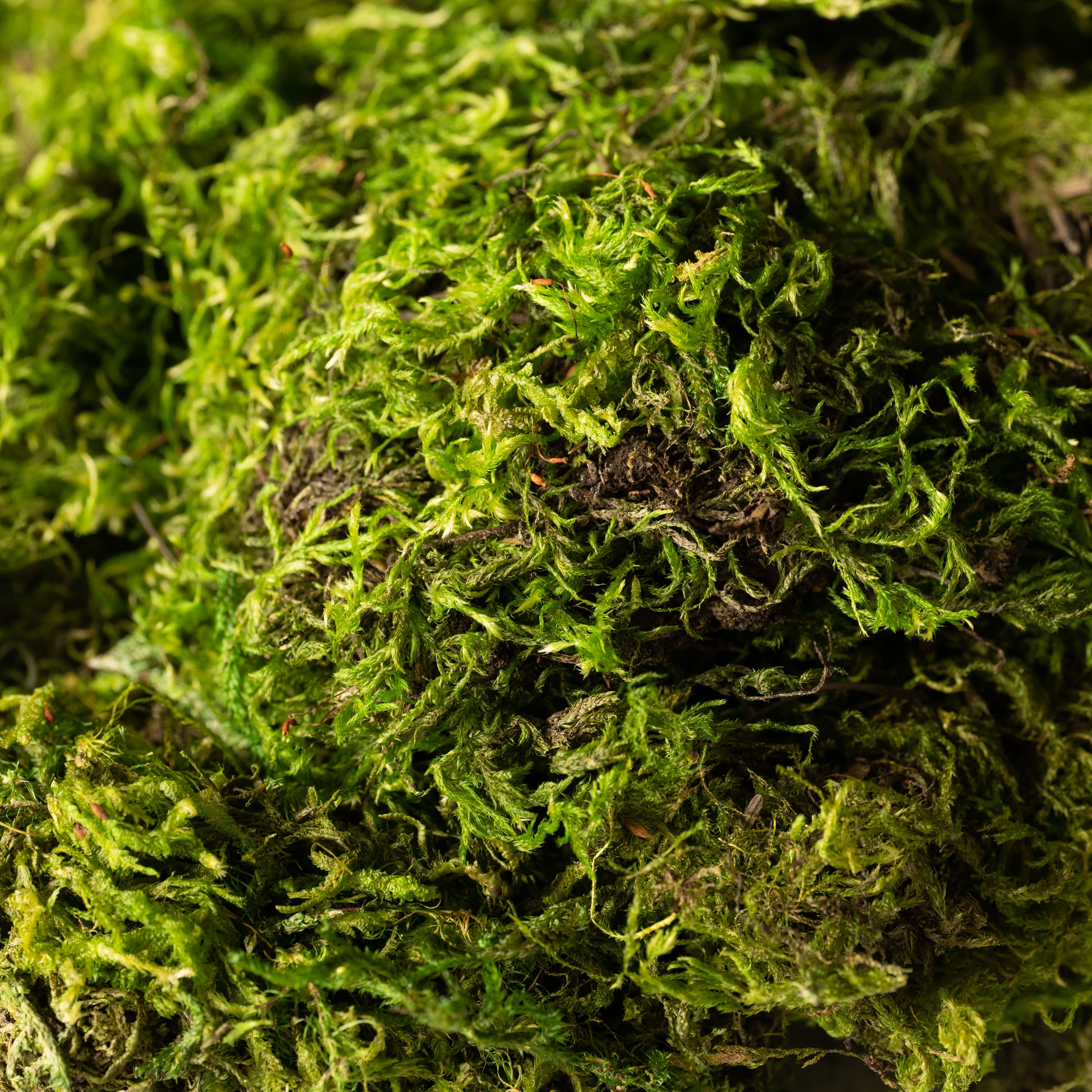 12 Pack: SuperMoss® Preserved Green Moss