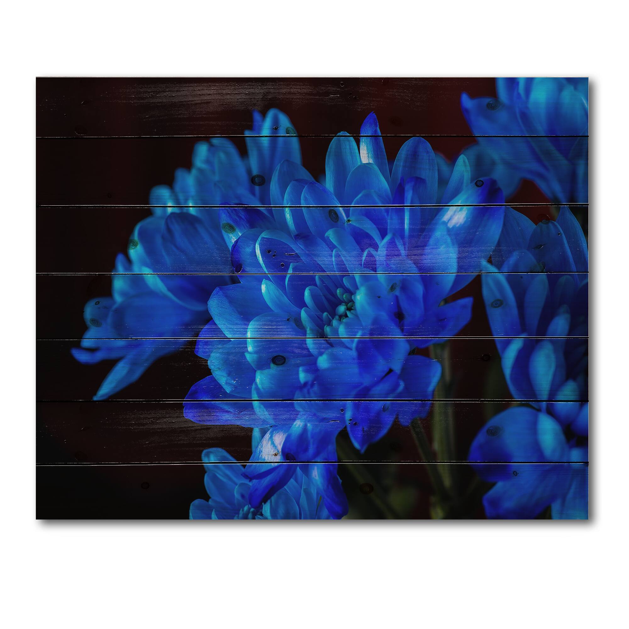 Designart - Blue Chrysanthemum Flowers On Black II - Traditional Print on Natural Pine Wood