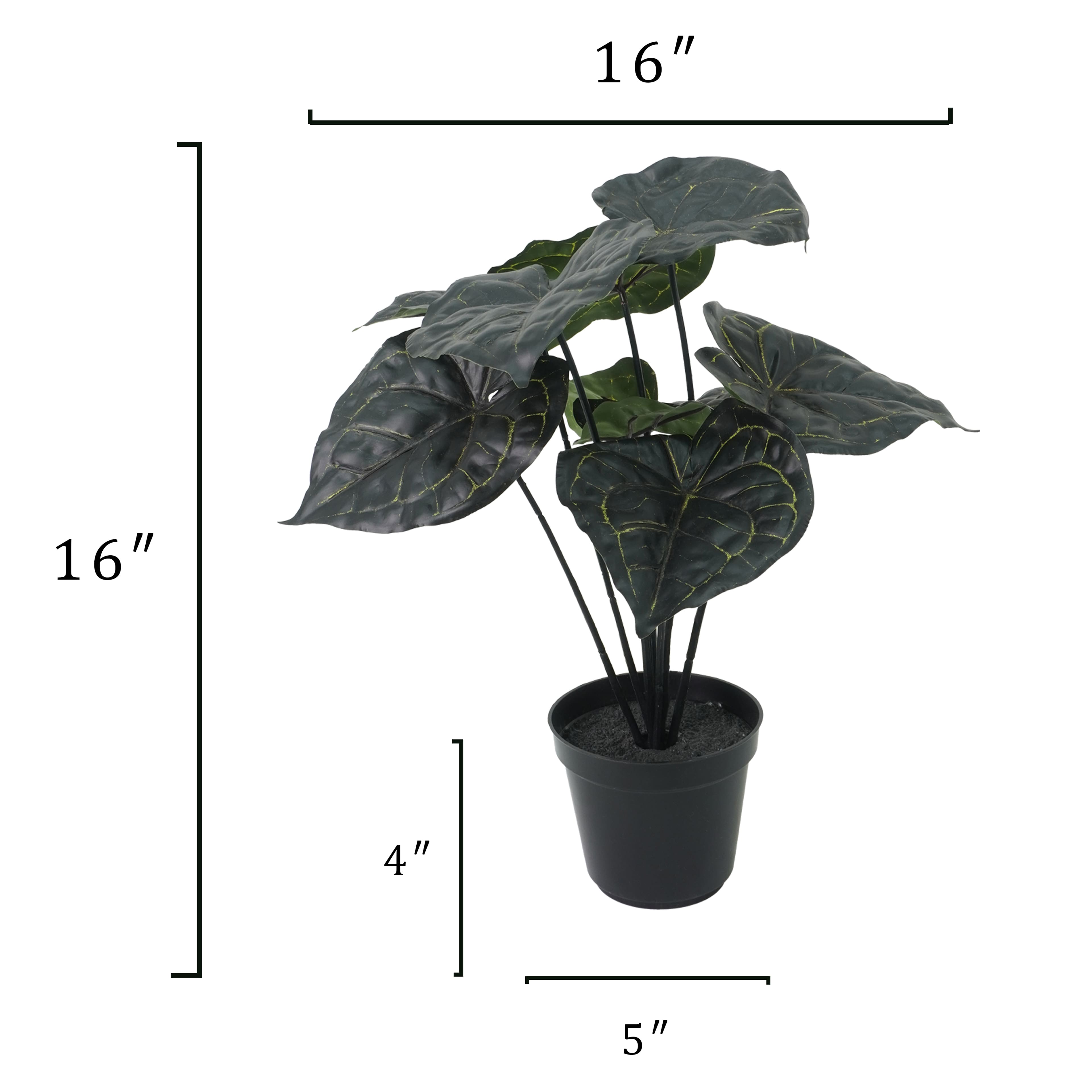 15.5&#x22; Potted Anthurium Clarinervium by Ashland&#xAE;