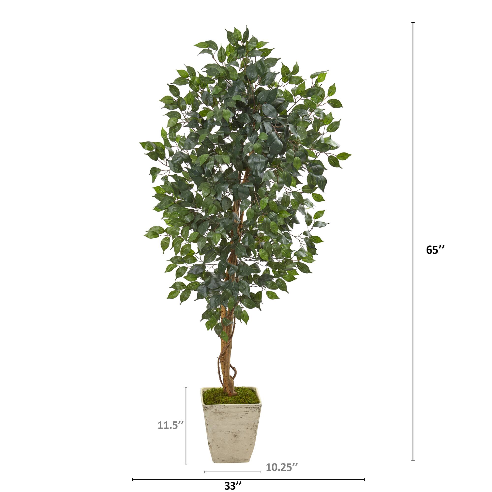 5.4ft. Ficus Tree in Country White Planter