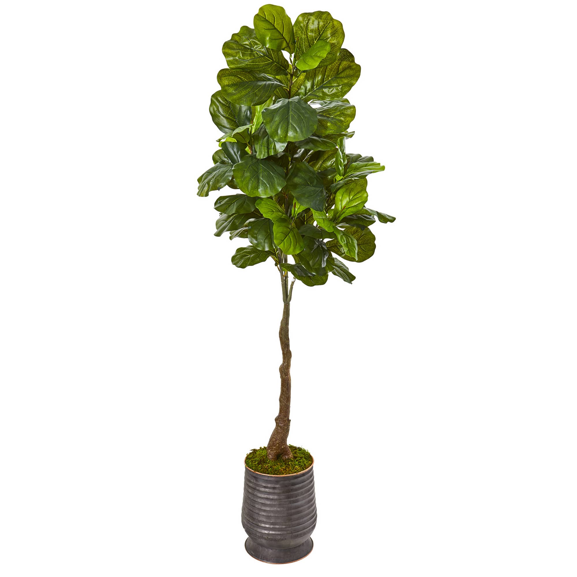 6ft. Fiddle Leaf Tree in Ribbed Metal Planter