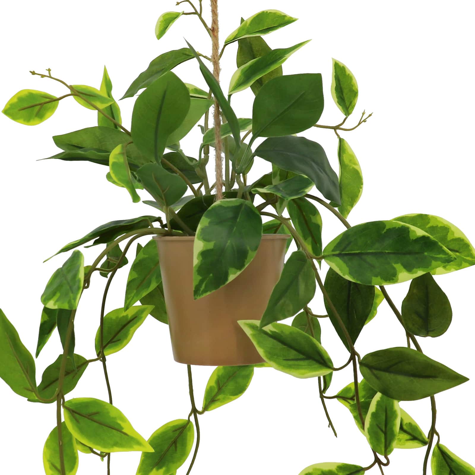 22&#x22; Green &#x26; White Potted Hanging Hoya by Ashland&#xAE;