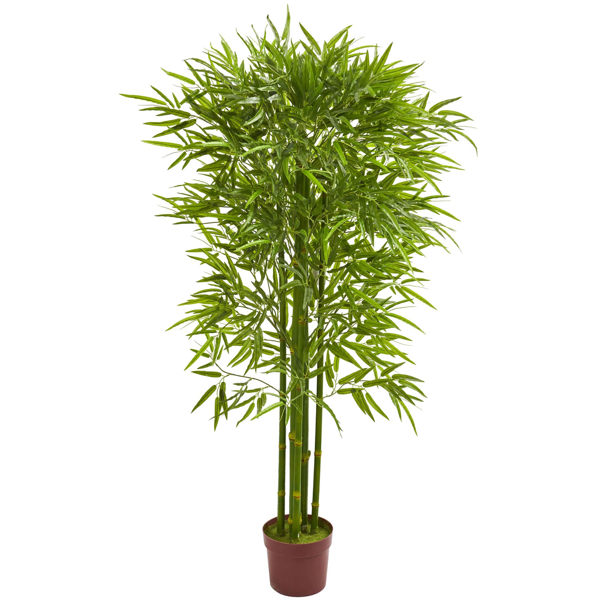 5.5ft. Potted Bamboo Tree