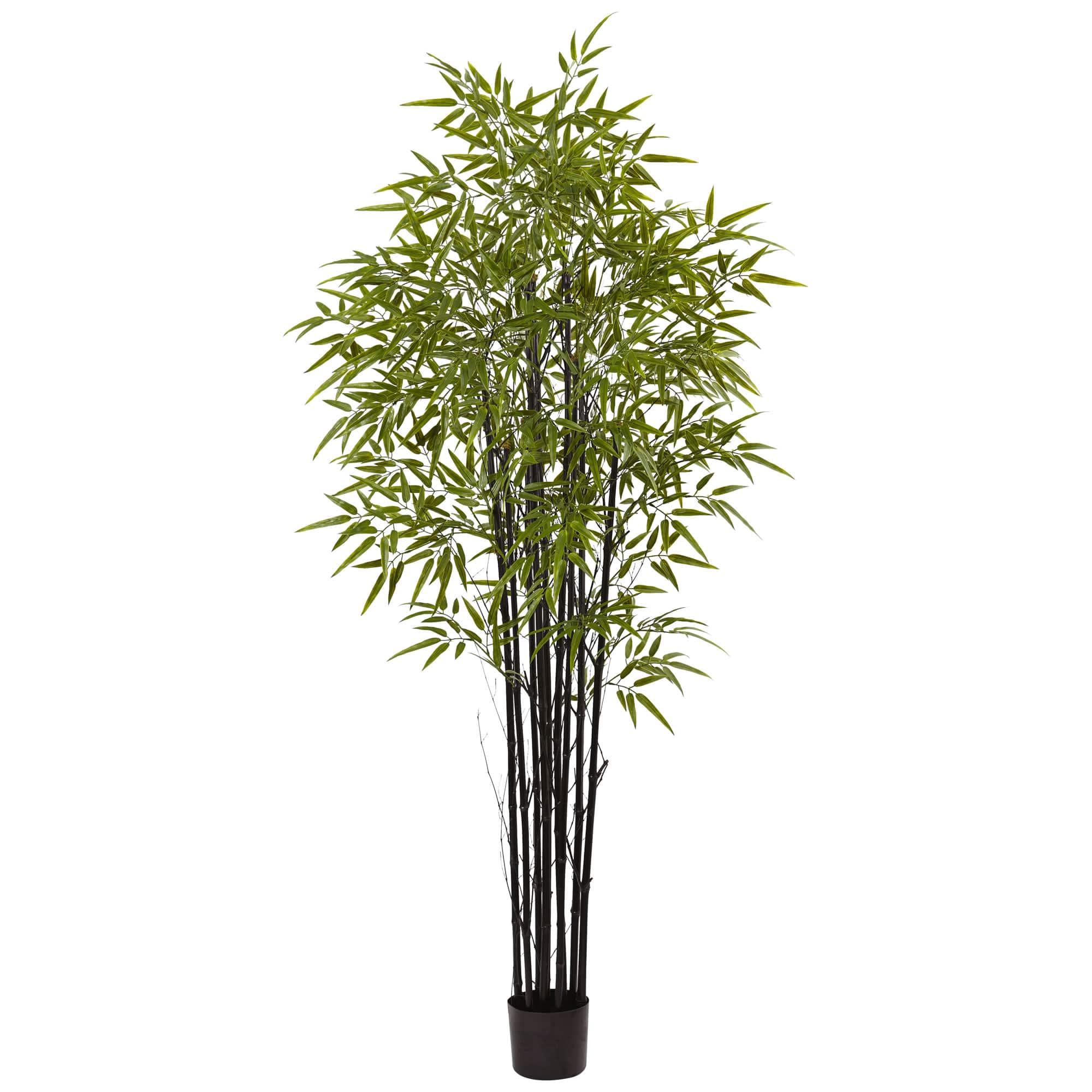 6ft. Potted Black Bamboo Tree