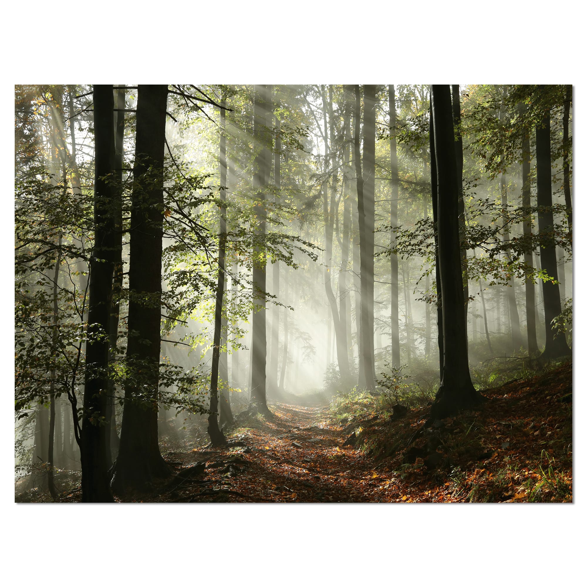 Designart - Light in Dense Fall Forest with Fog - Landscape Art Print ...