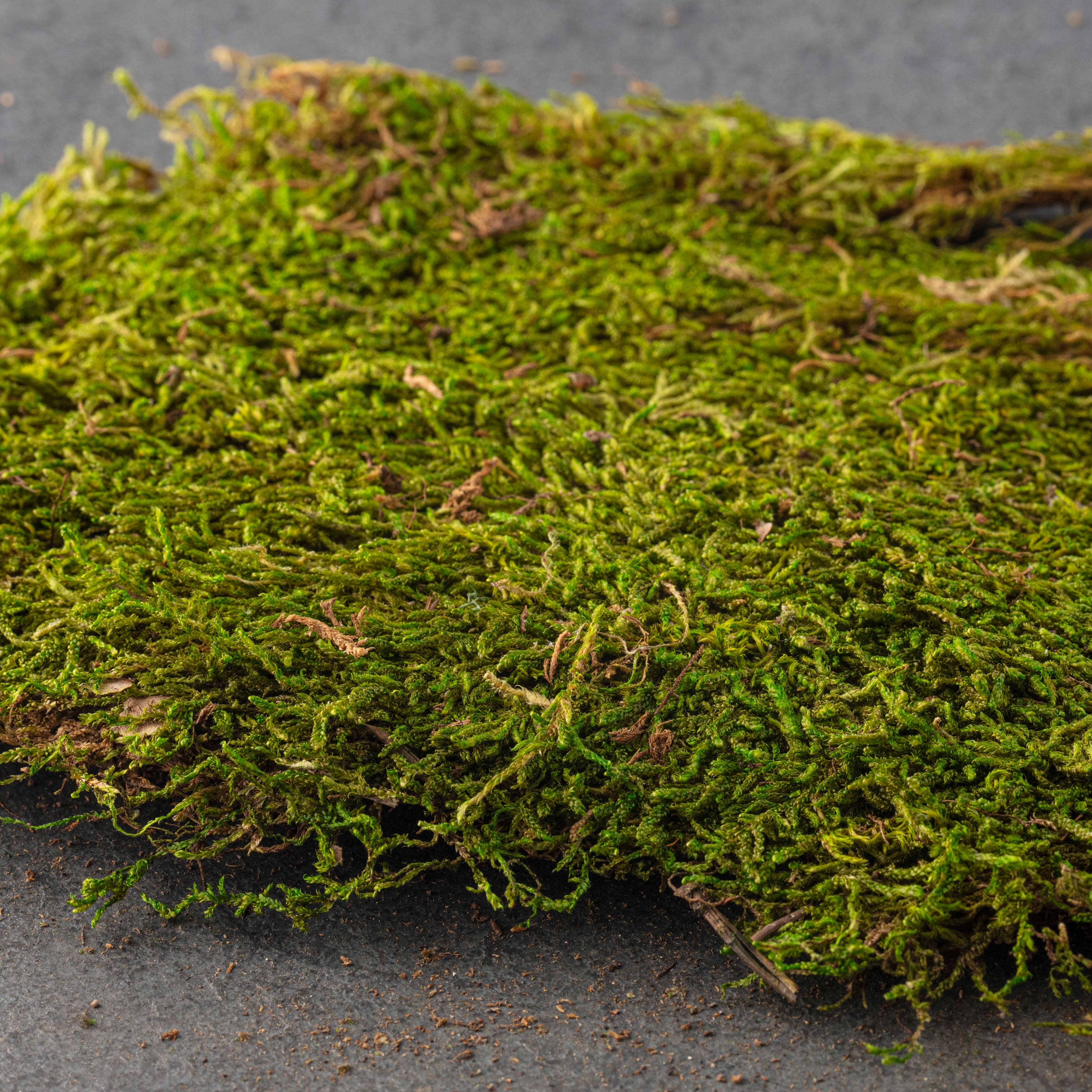 Green Sheet Moss 