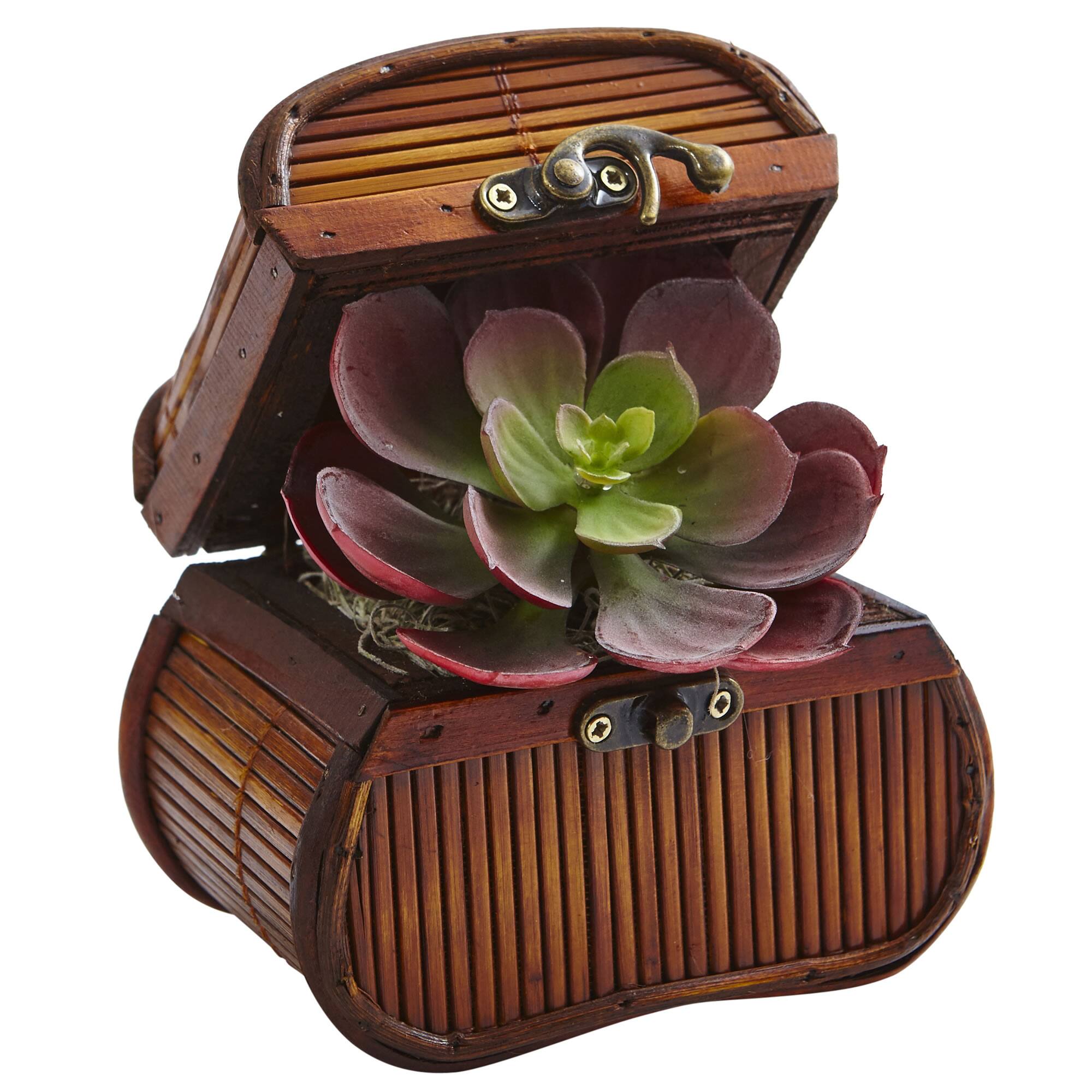 6" Echeveria in Chest Set, 3ct.