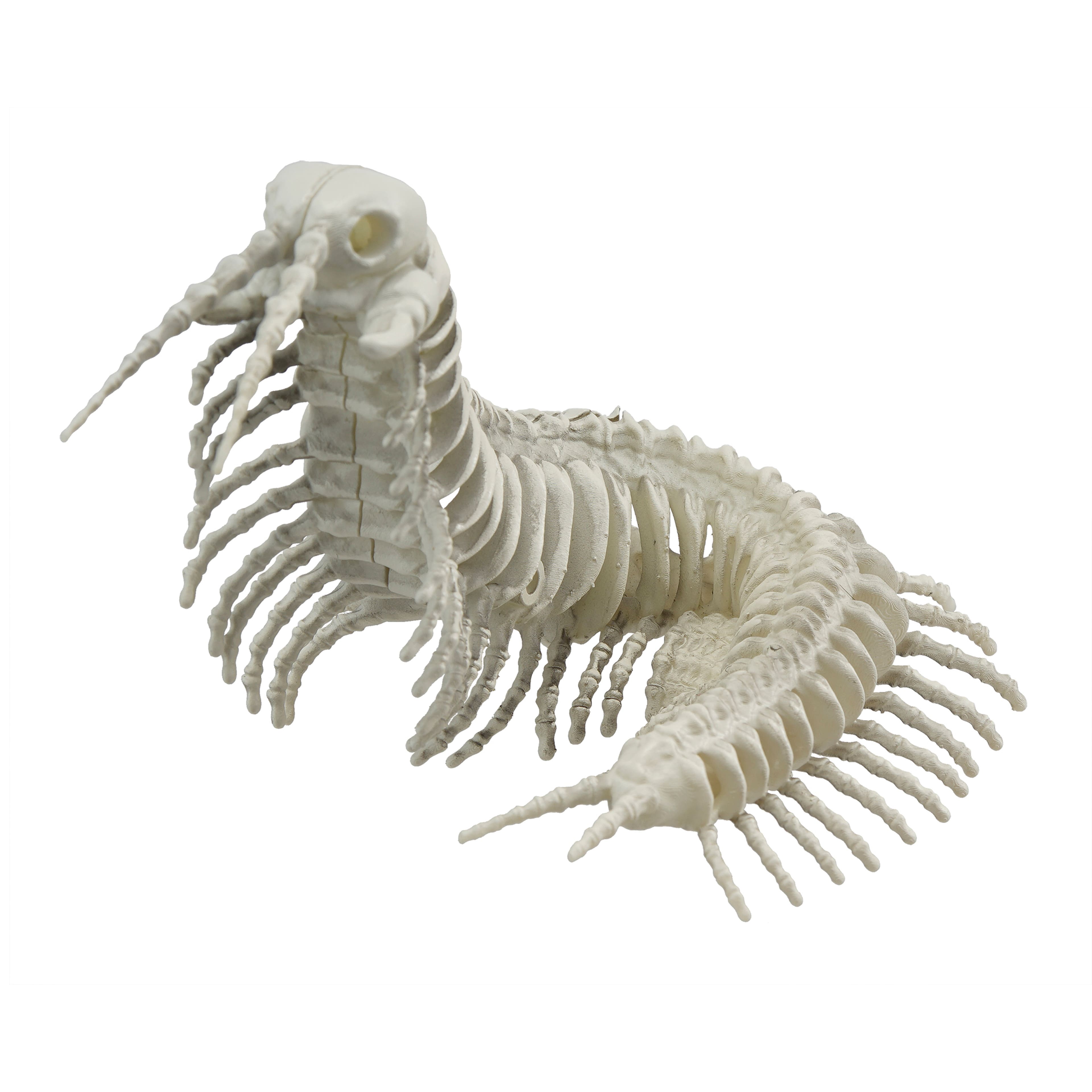 5.5&#x22; Centipede Skeleton by Ashland&#xAE;