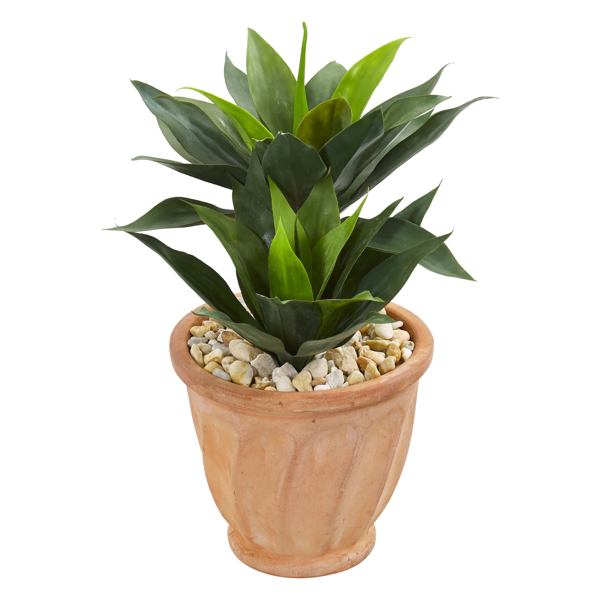 2ft. Double Agave Plant in Terracotta Planter