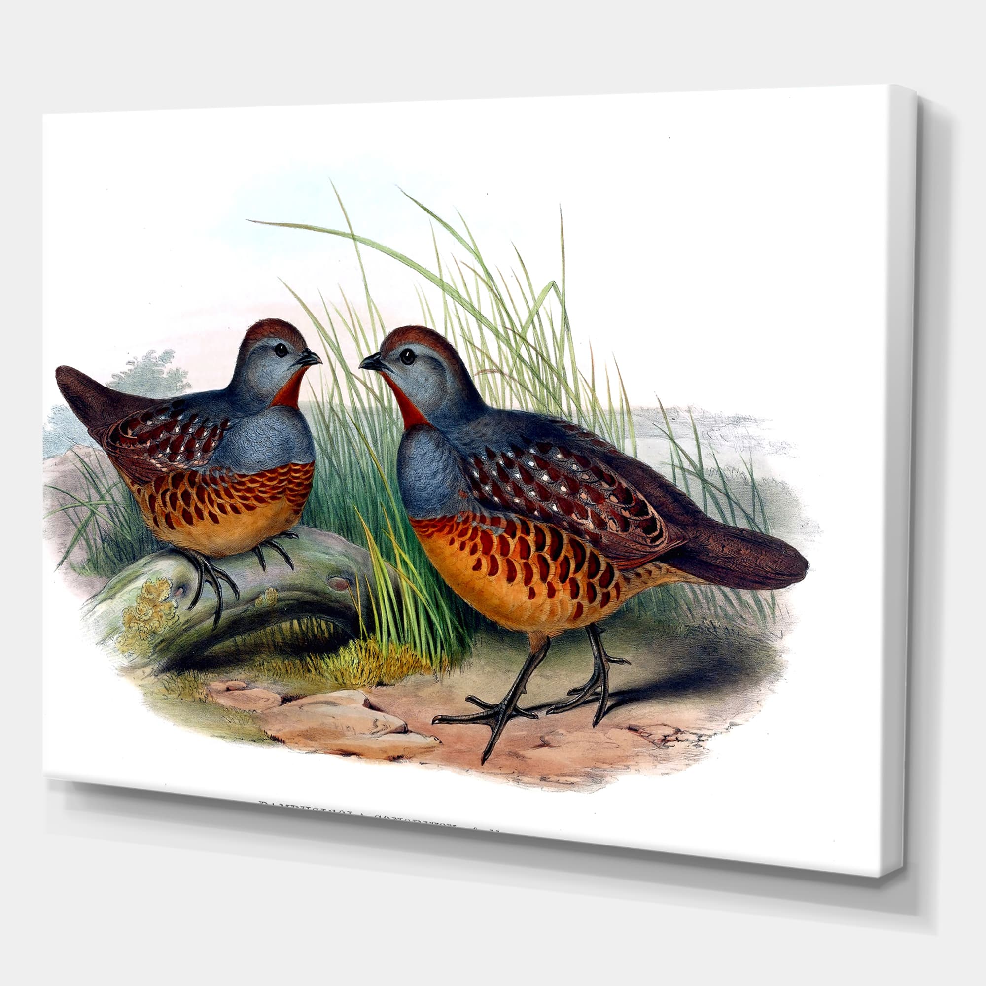 Designart - Vintage Birds In The Wild VII - Traditional Canvas Wall Art Print