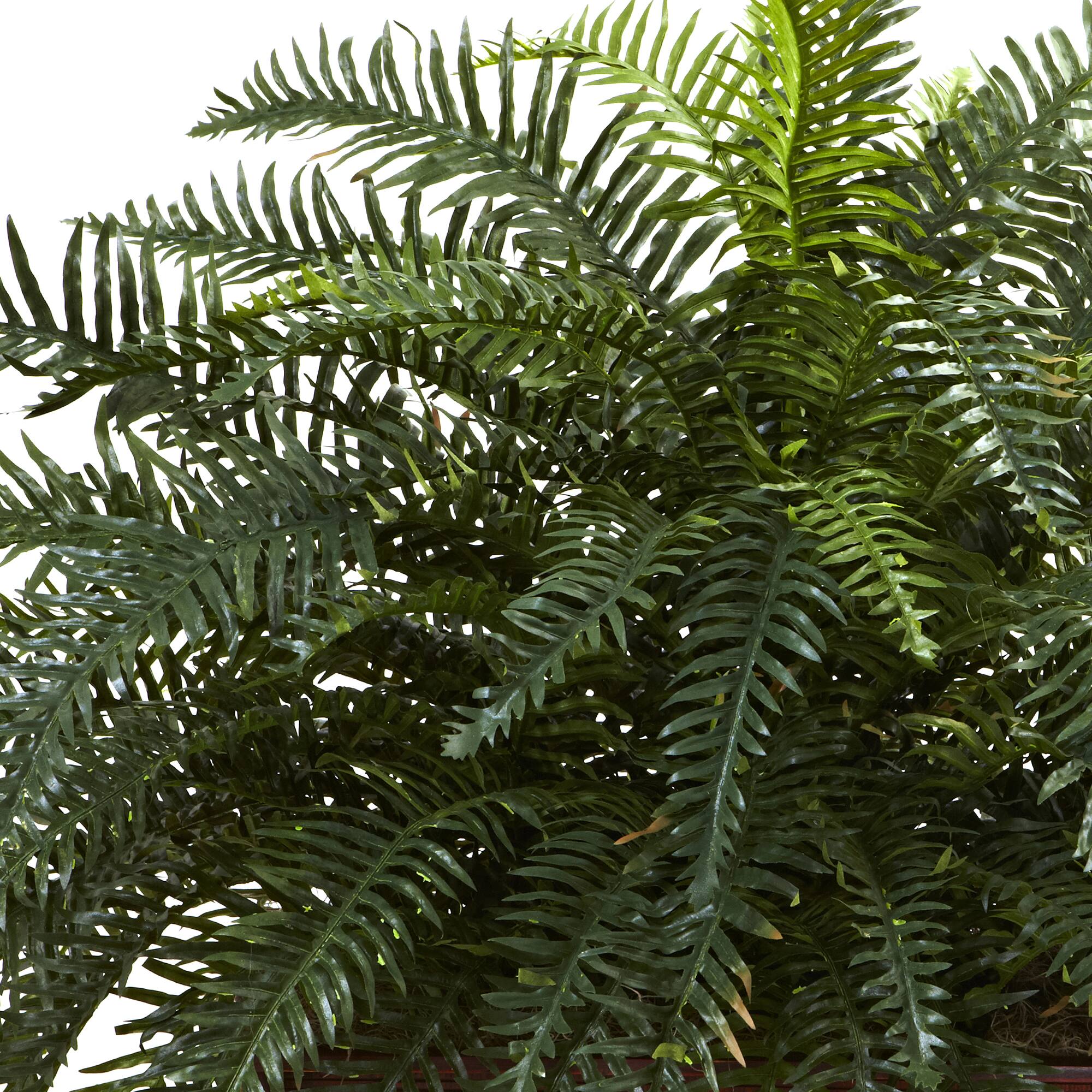 2.5ft. River Fern in Wood Planter