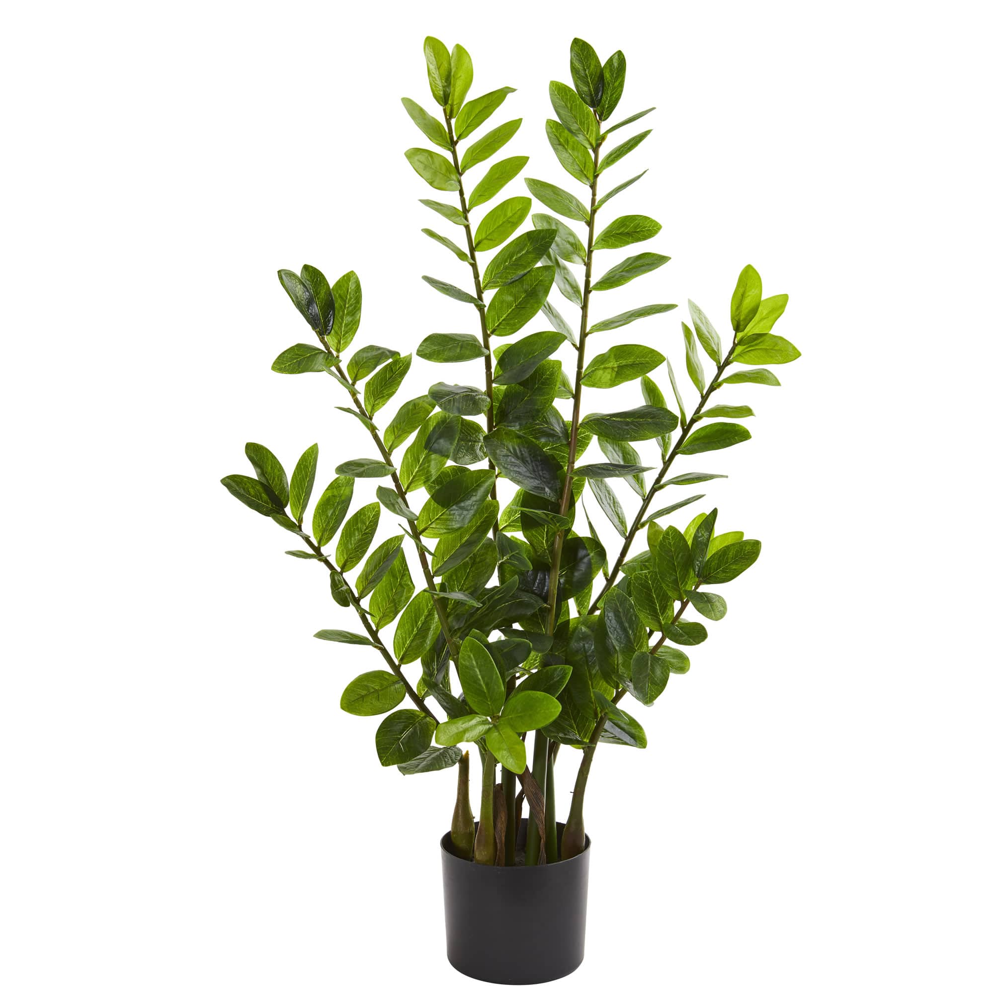 3ft. Potted Zamioculcas Plant