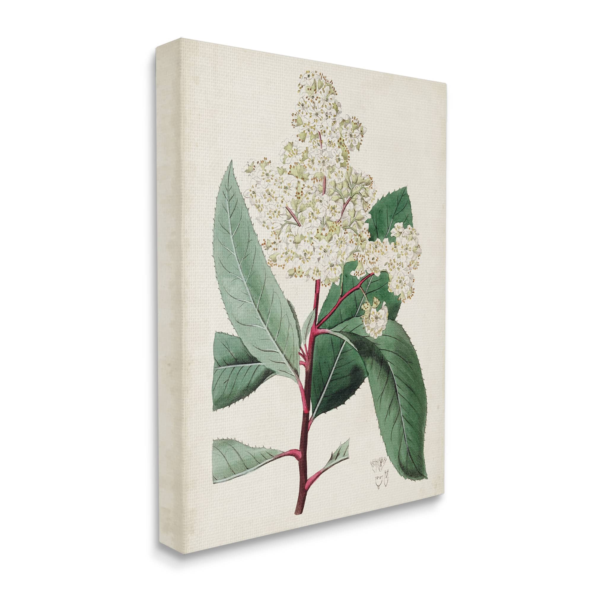 Stupell Industries Vintage Garden Study Red Stem Floral Plant Canvas Wall Art