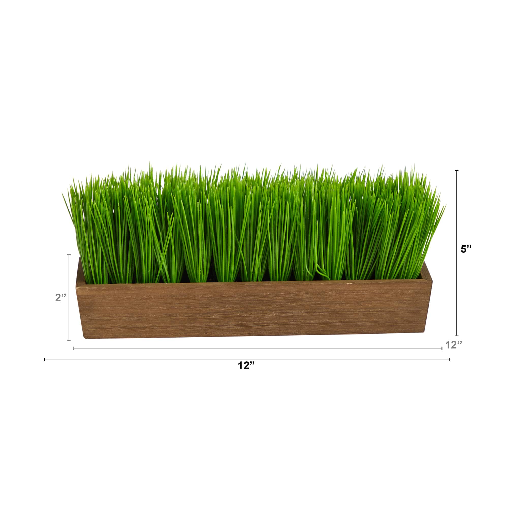5&#x22; Grass Plant in Decorative Planter