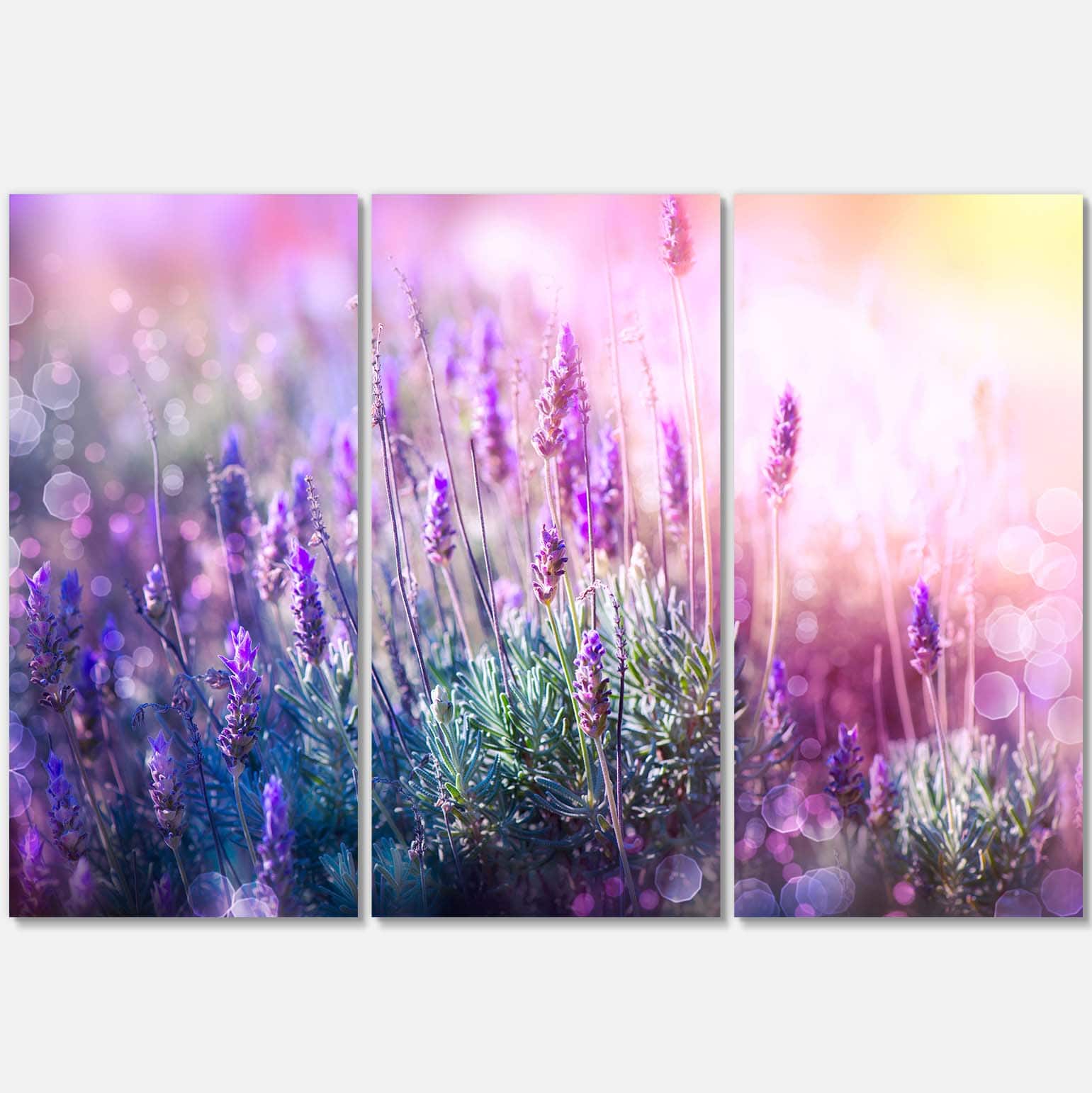Designart - Growing and Blooming Lavender