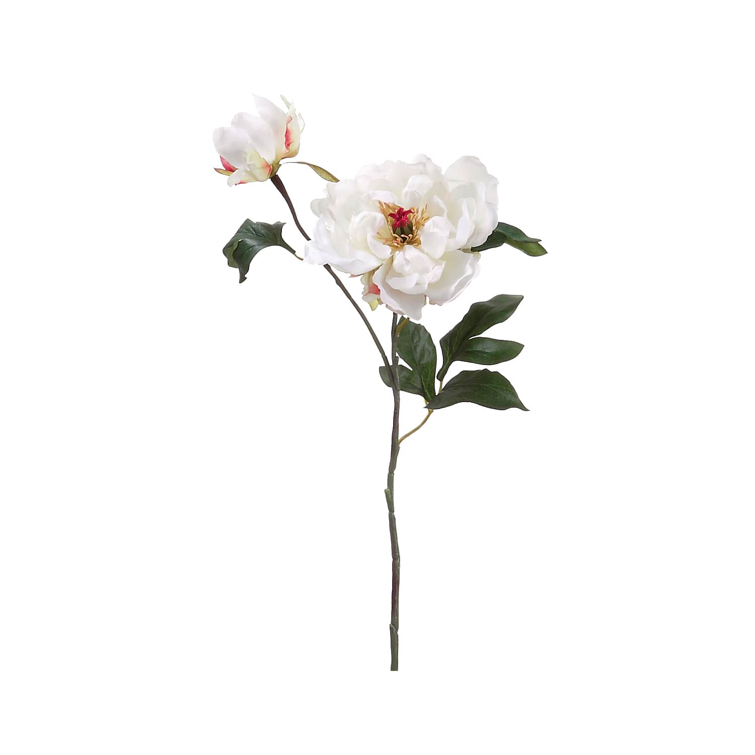 24 Pack: Cream Peony Stem with Bud