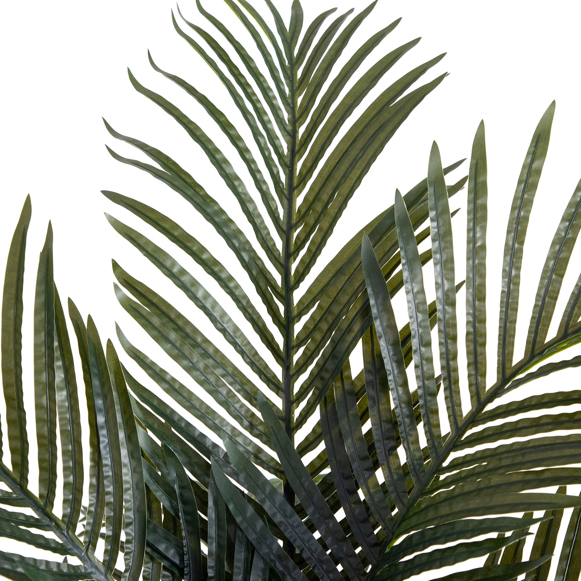 6ft. Potted Double-Stalk Golden Cane Palm Tree