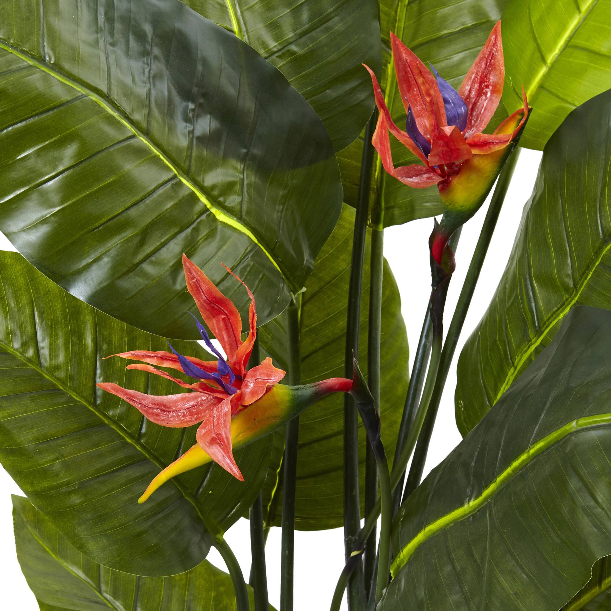 5ft. Potted Bird of Paradise Plant With Flowers