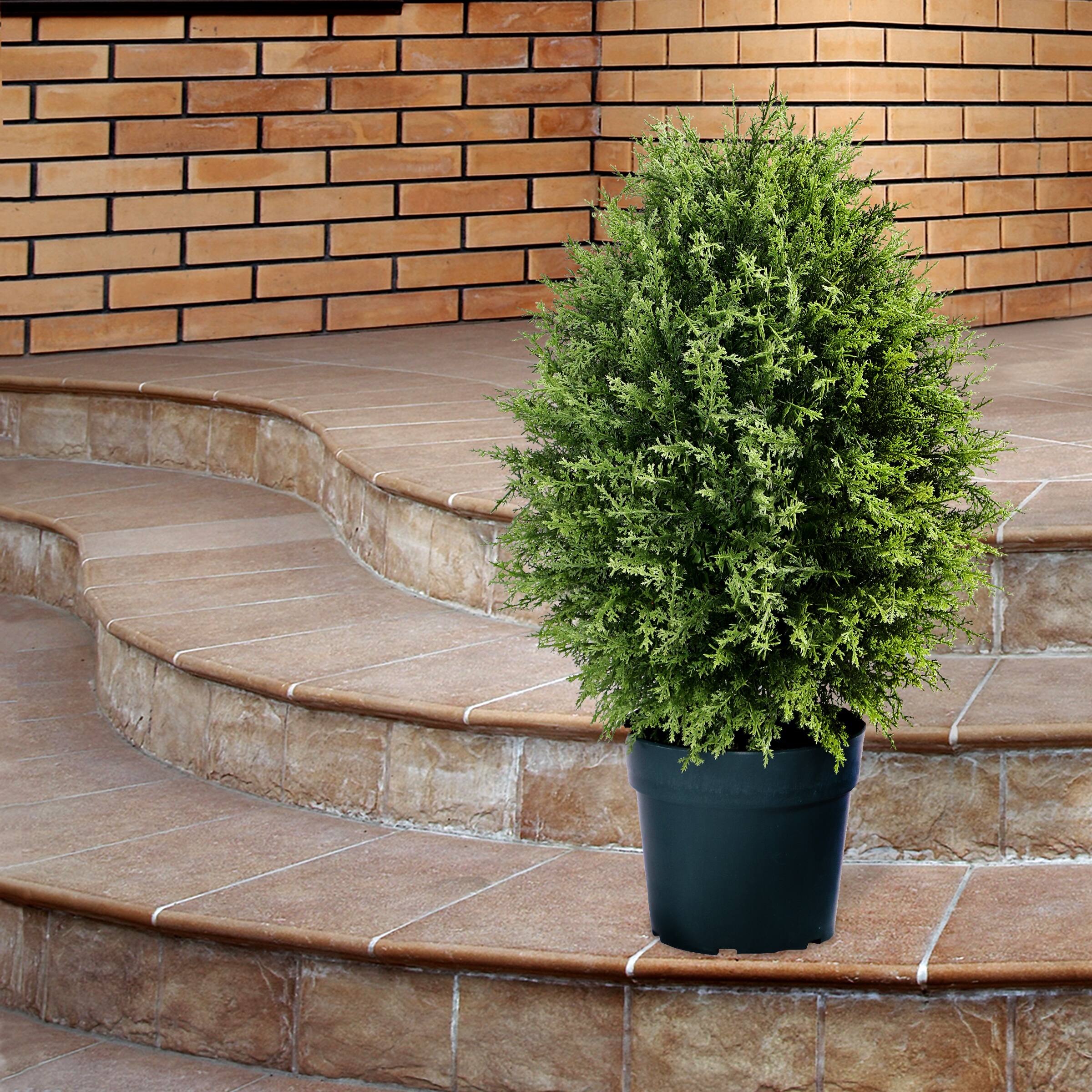 26&#x22; Cypress Tree