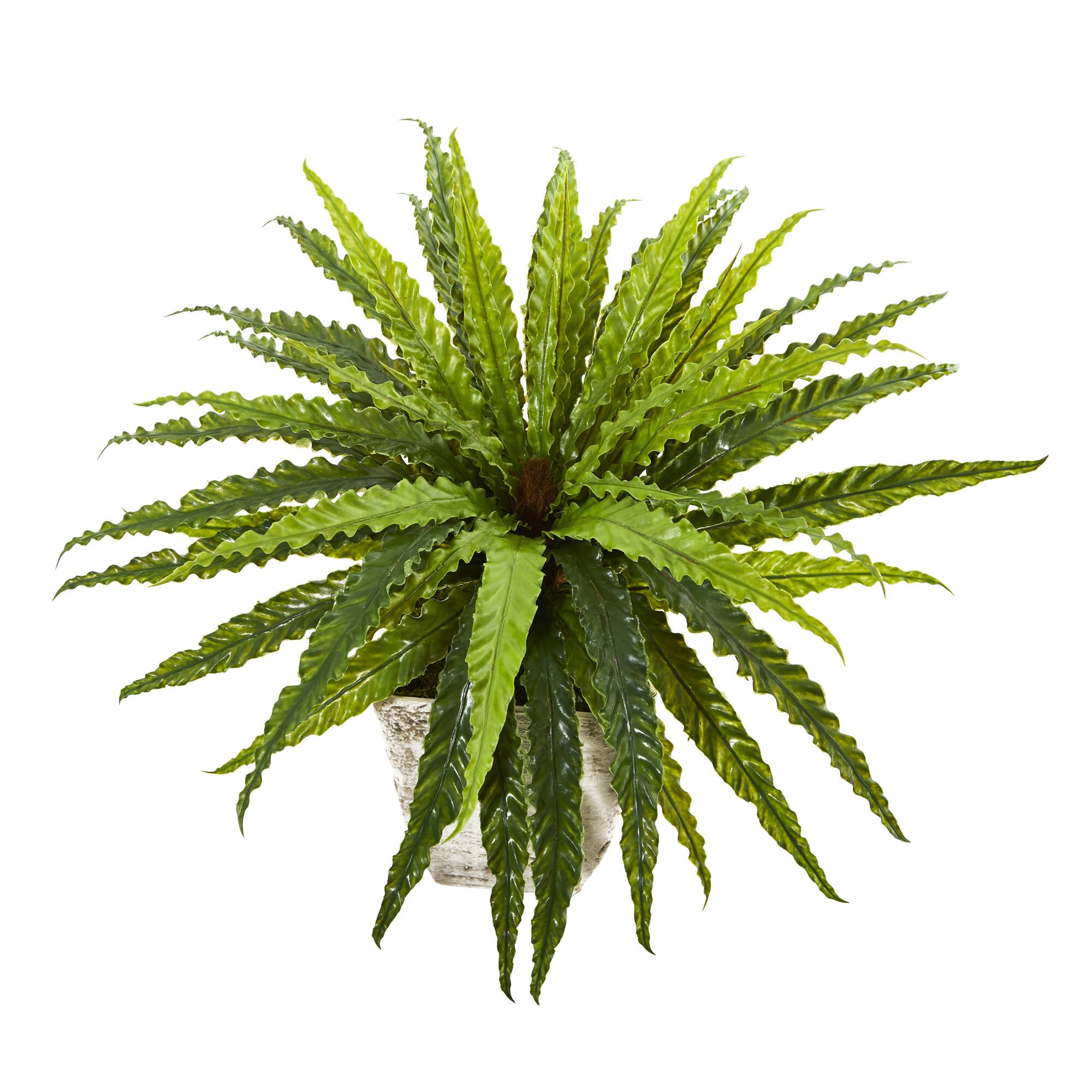 24" Asplenium in Country White Planter