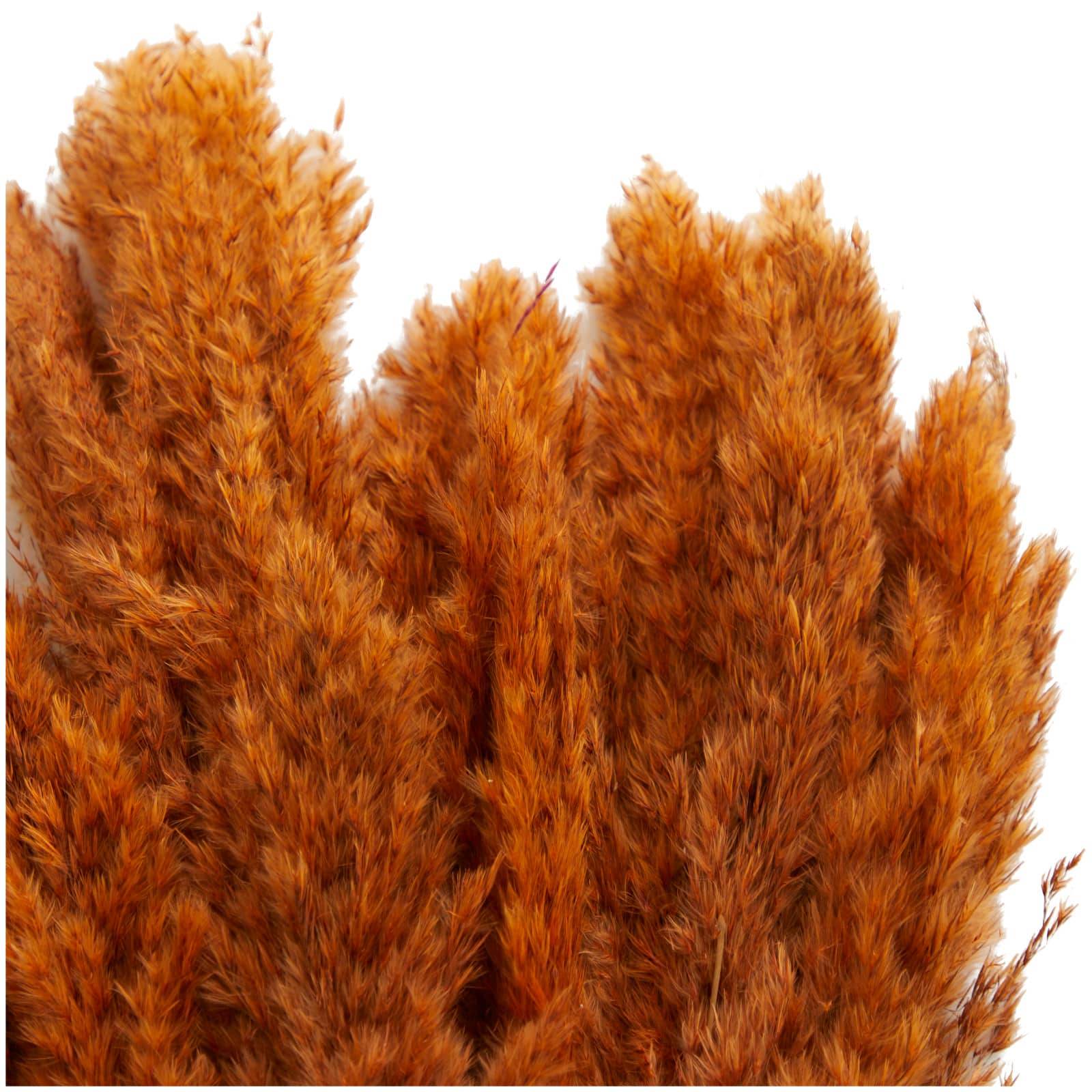 Dried Plant Pampas Natural Foliage with Long Stems