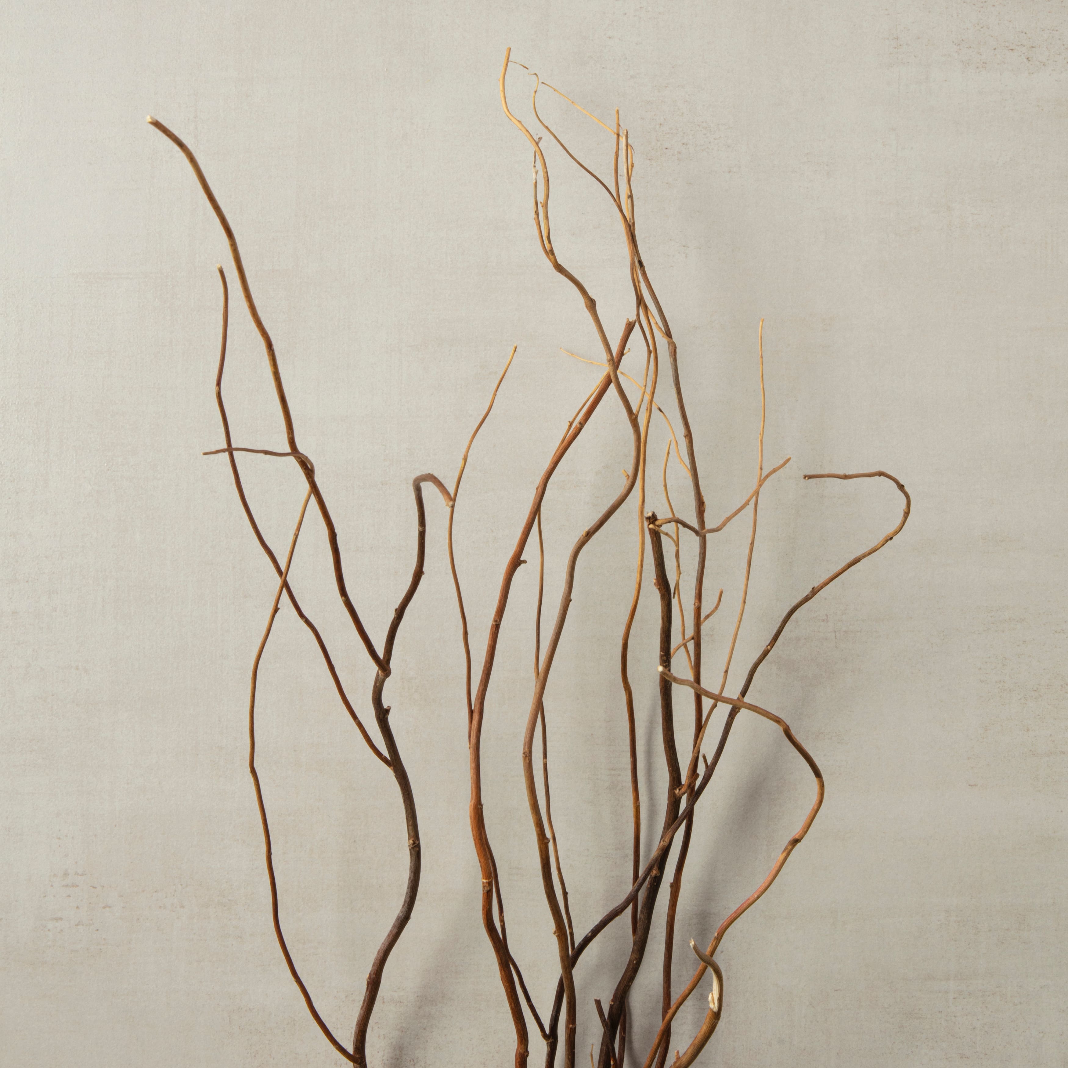 Botanicals - Curly Willow