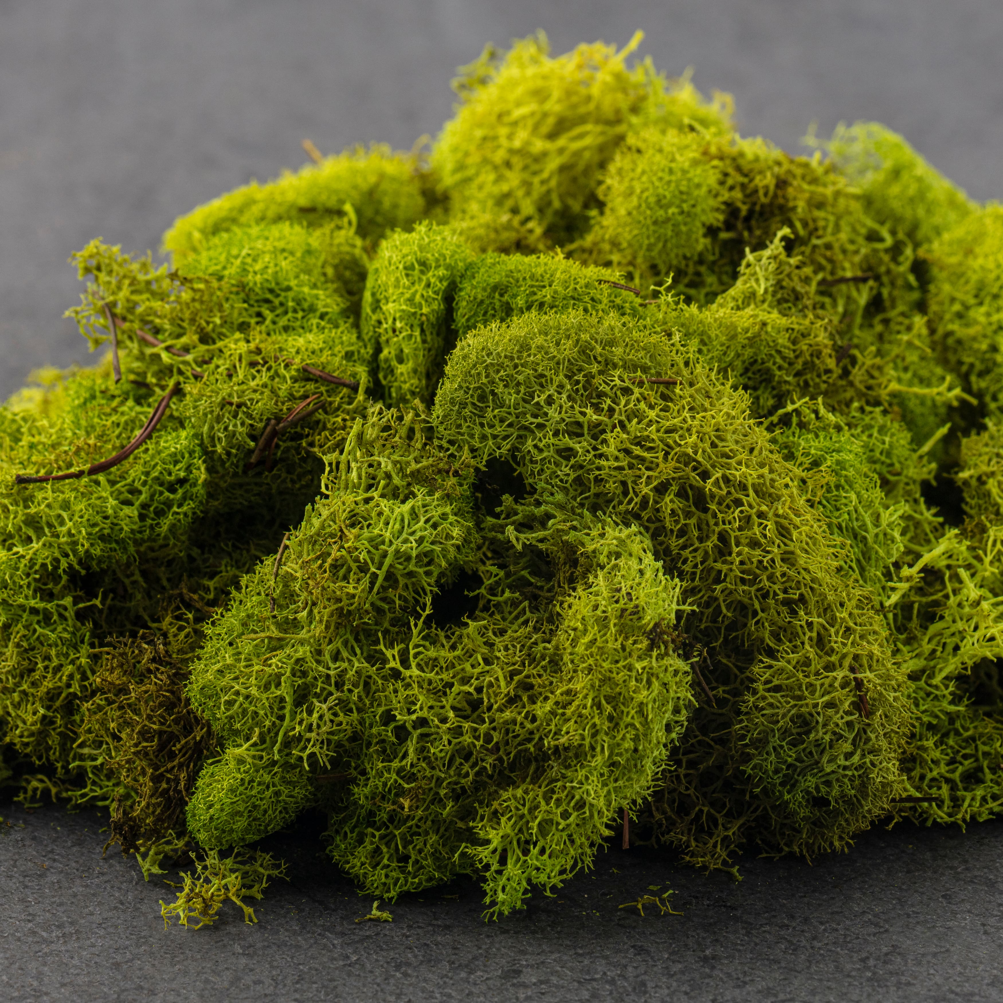 Ashland® Reindeer Moss