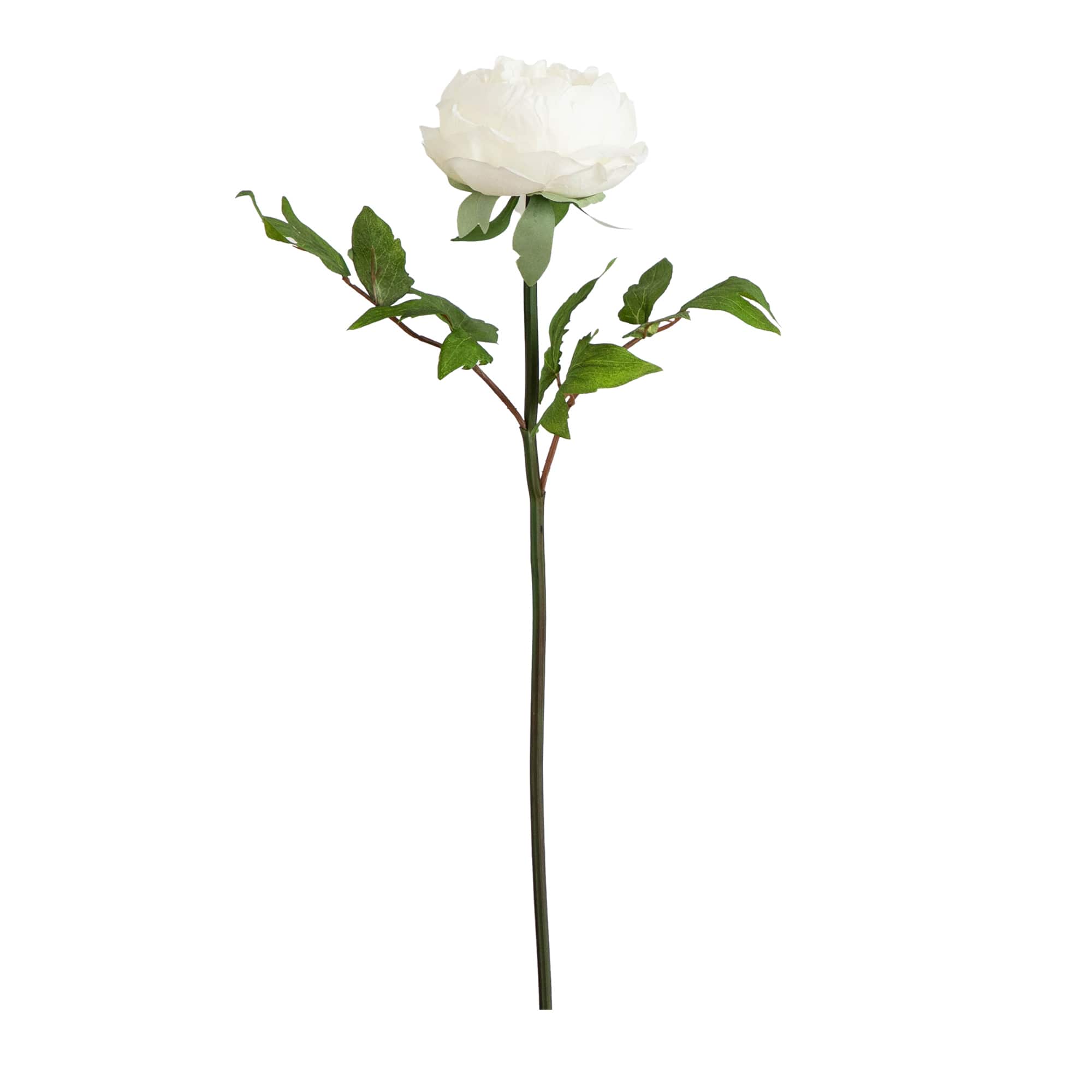 20&#x22; White Peony Flower Stems, 3ct.