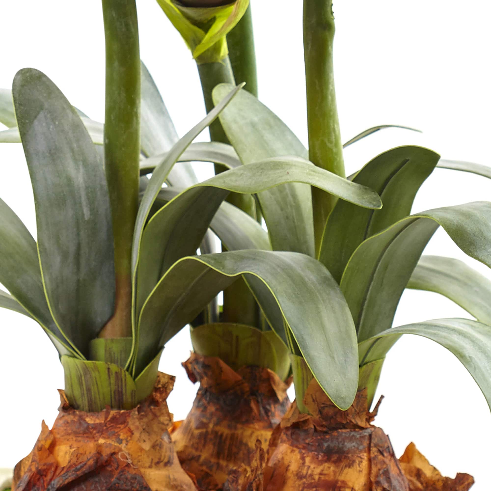 26" Red Amaryllis Arrangement in Ceramic Planter