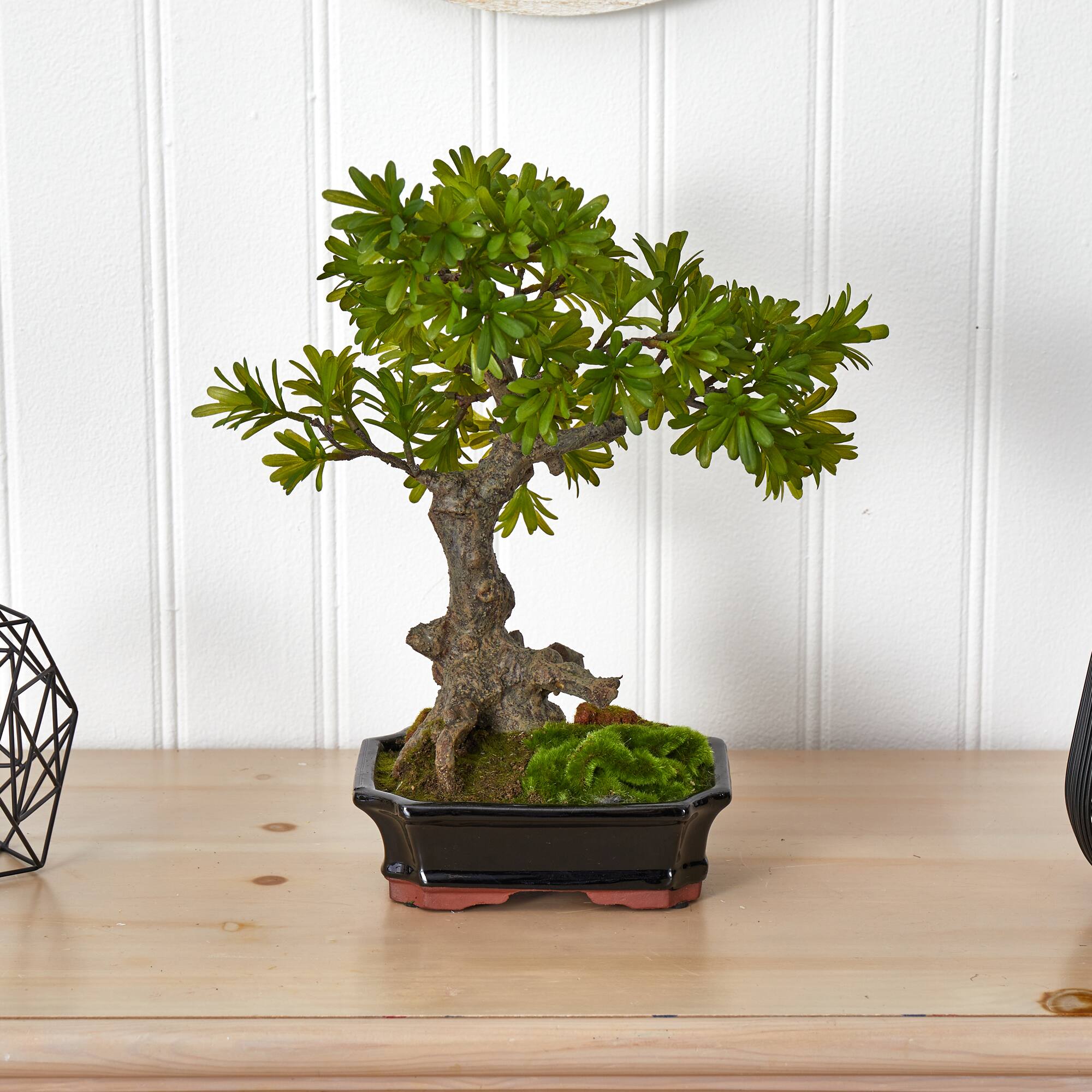 14" Plum Pine Bonsai in Ceramic Planter