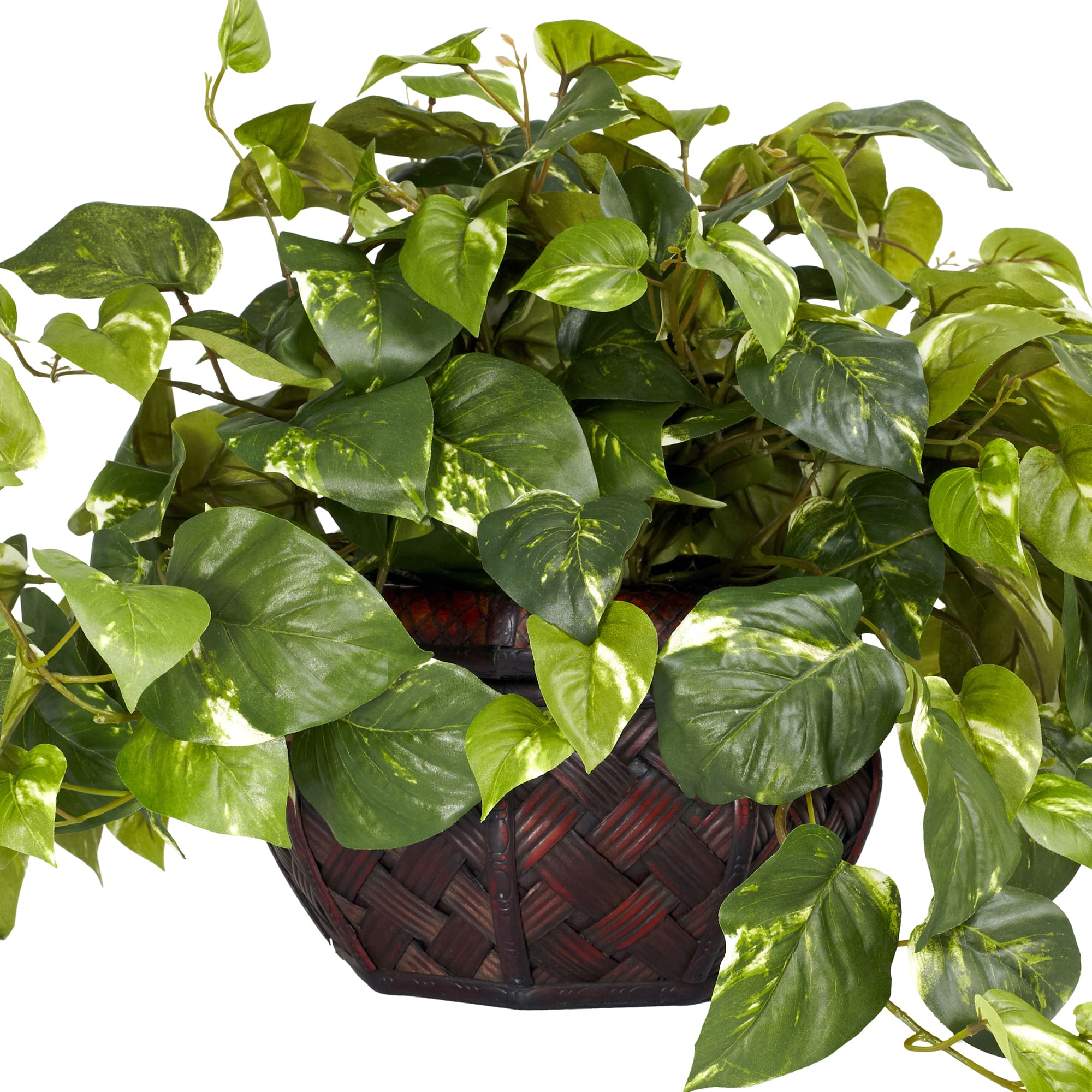 15&#x22; Potted Pothos Plant