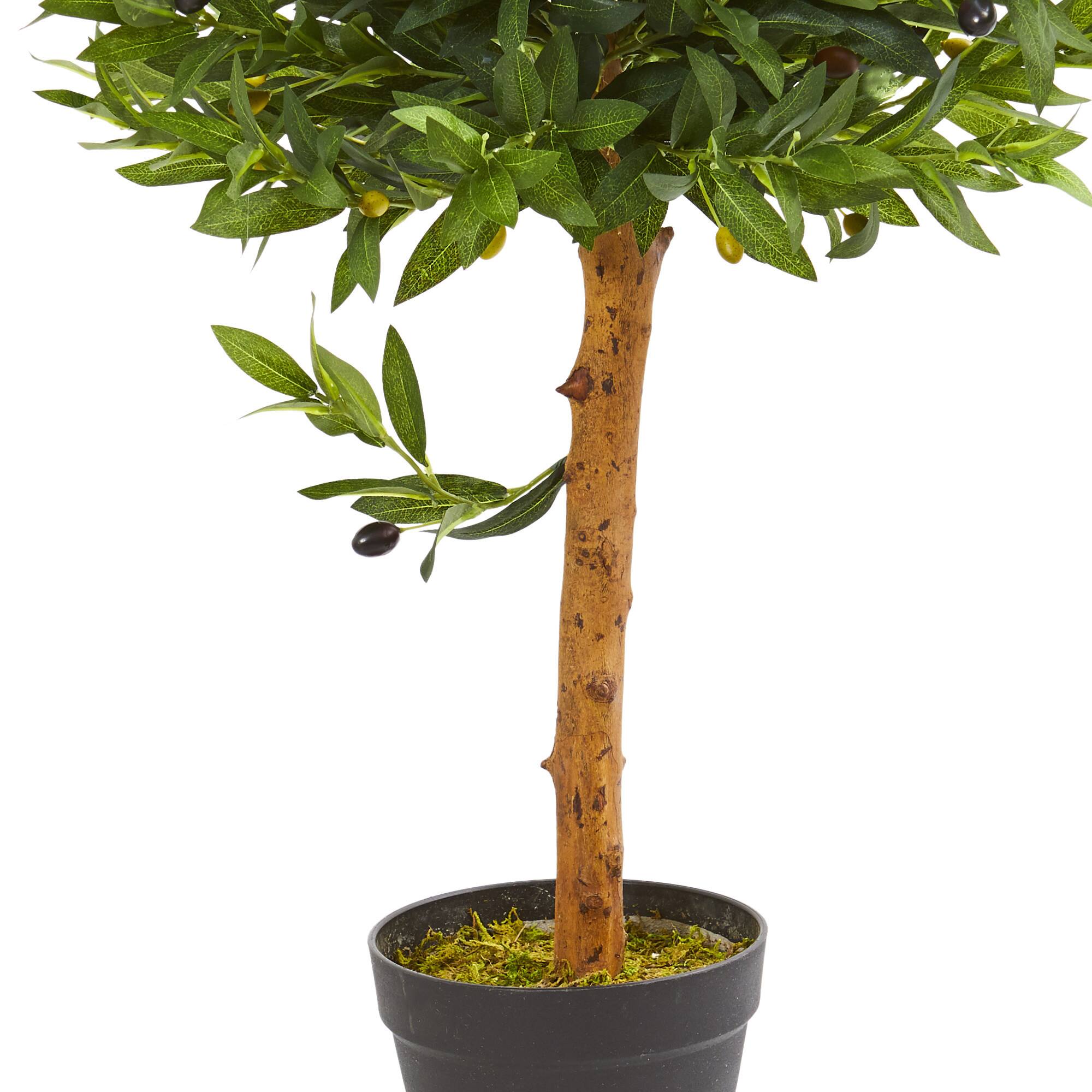 3ft. Potted Olive Topiary Tree