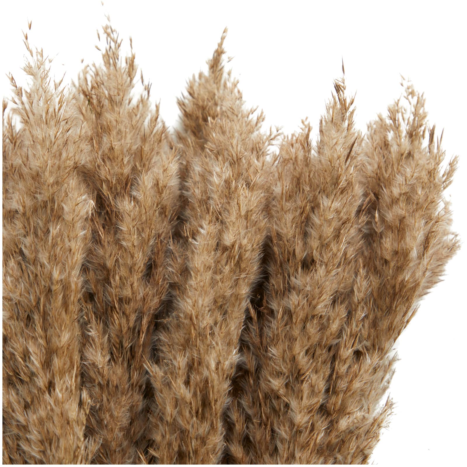 Dried Plant Pampas Natural Foliage with Long Stems