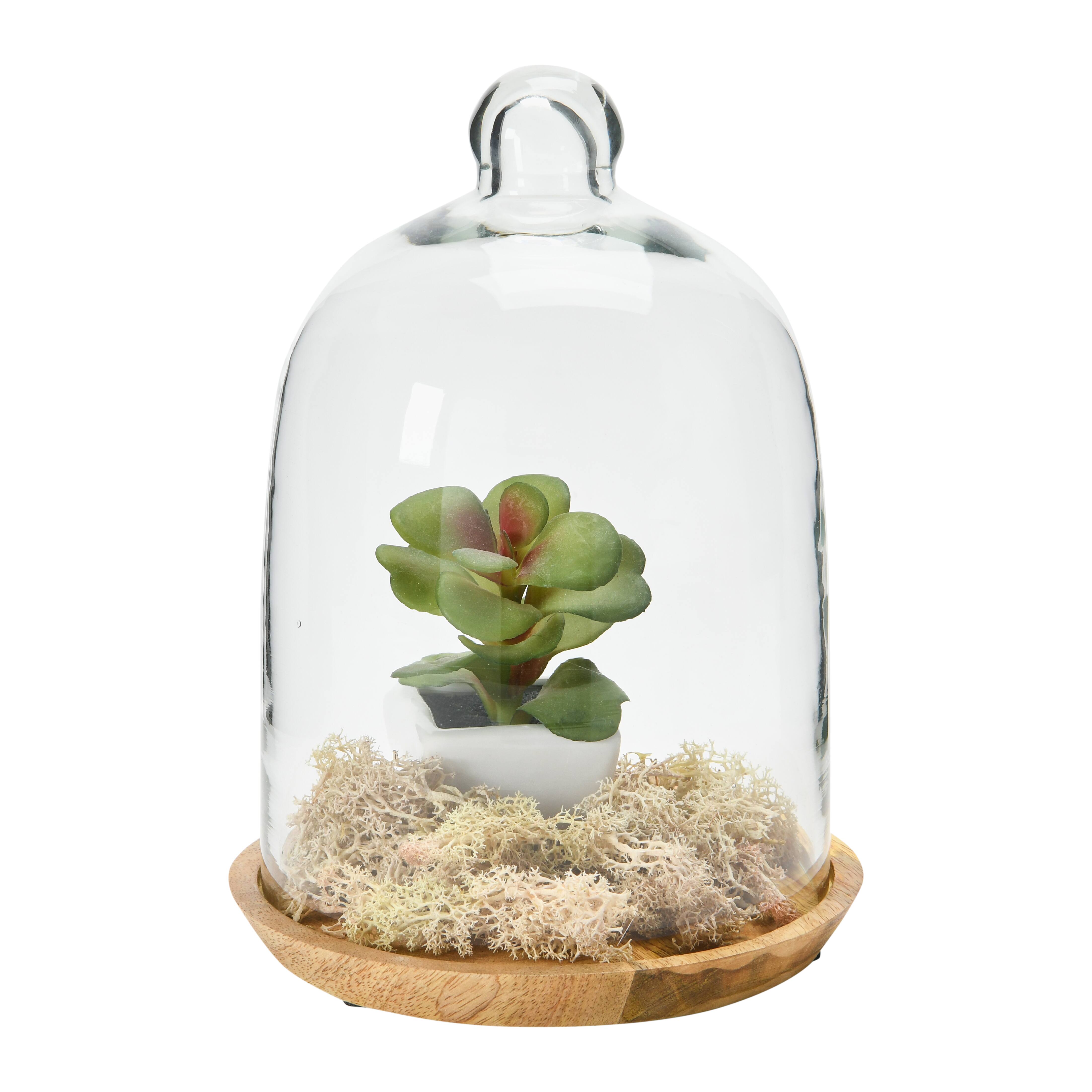 Hello Honey&#xAE; 8.7&#x22; Glass Cloche with Mango Wood Base