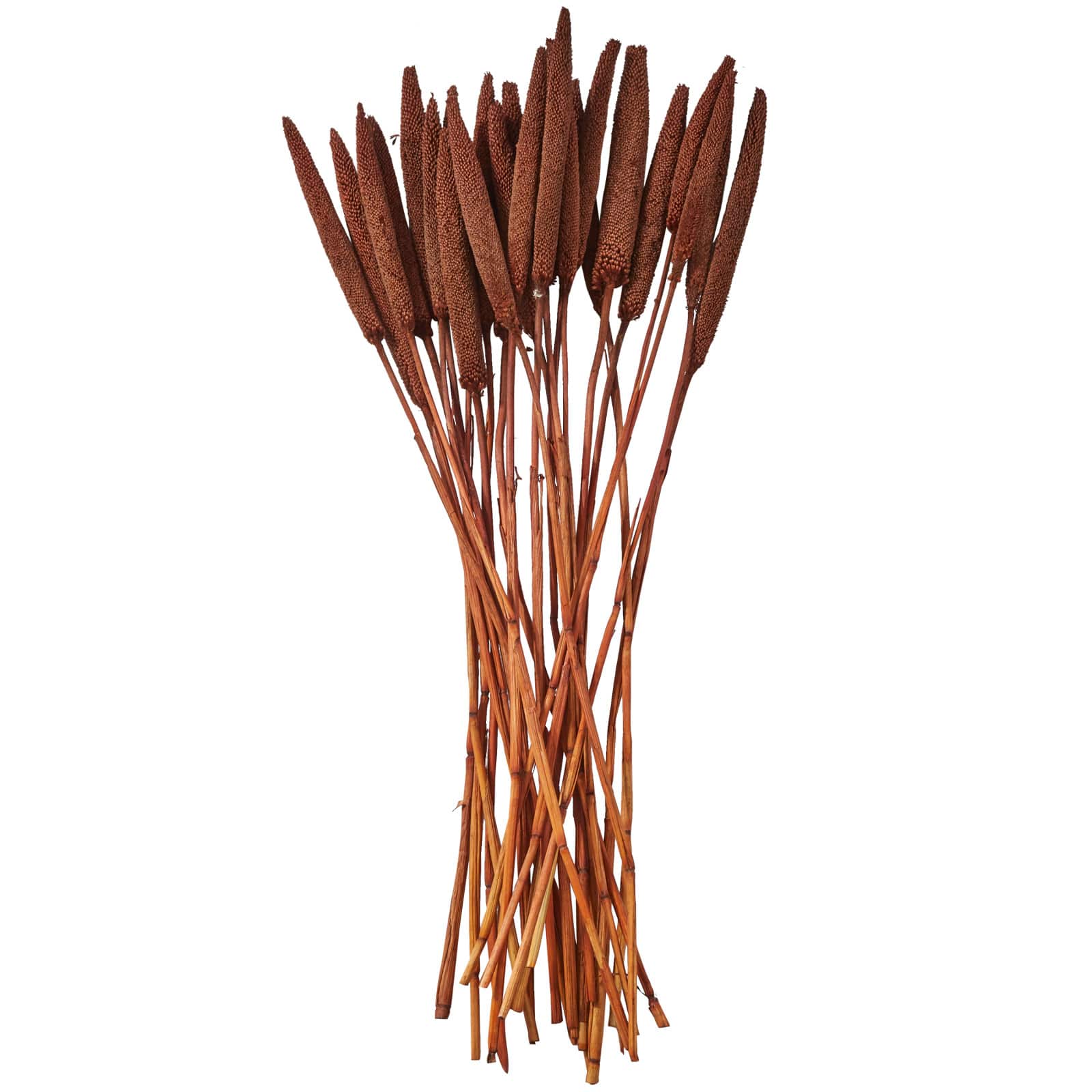 Dried Plant Bunny Tail Natural Foliage with Long Stems