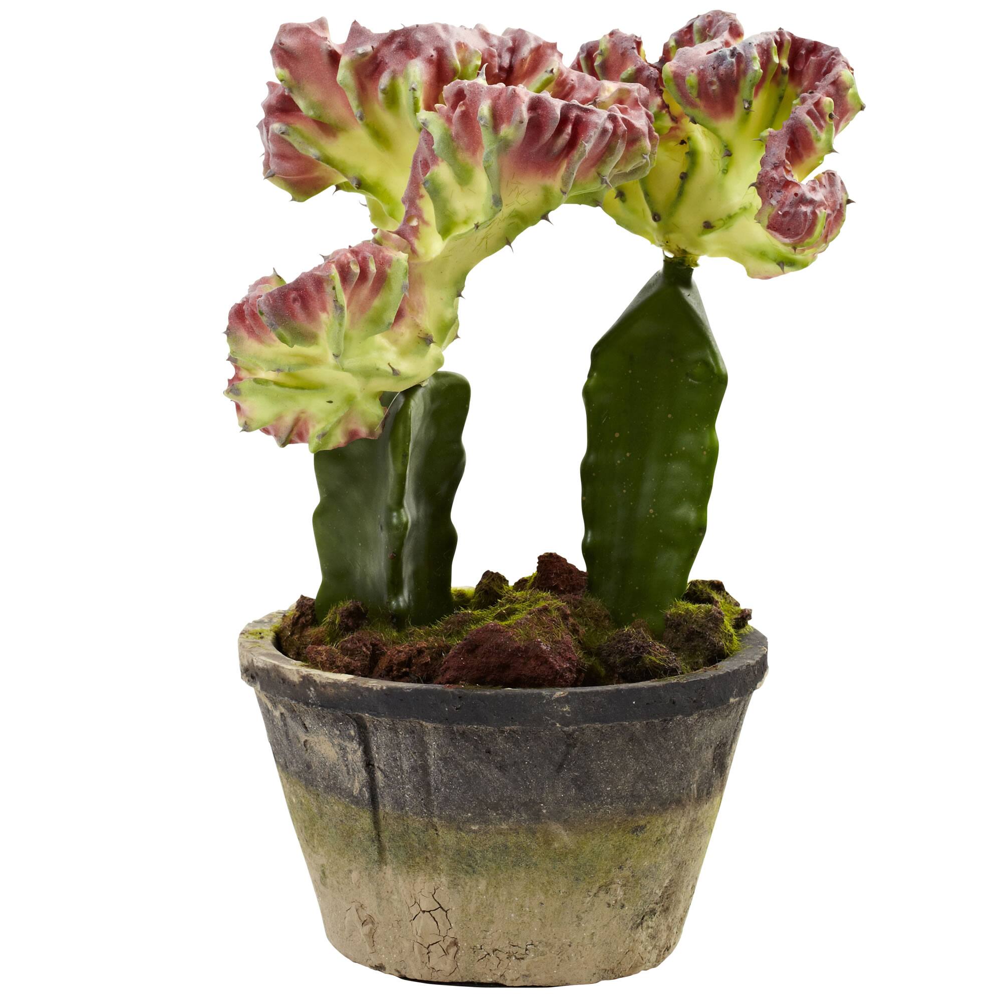 Colorful Cactus Gardens Set