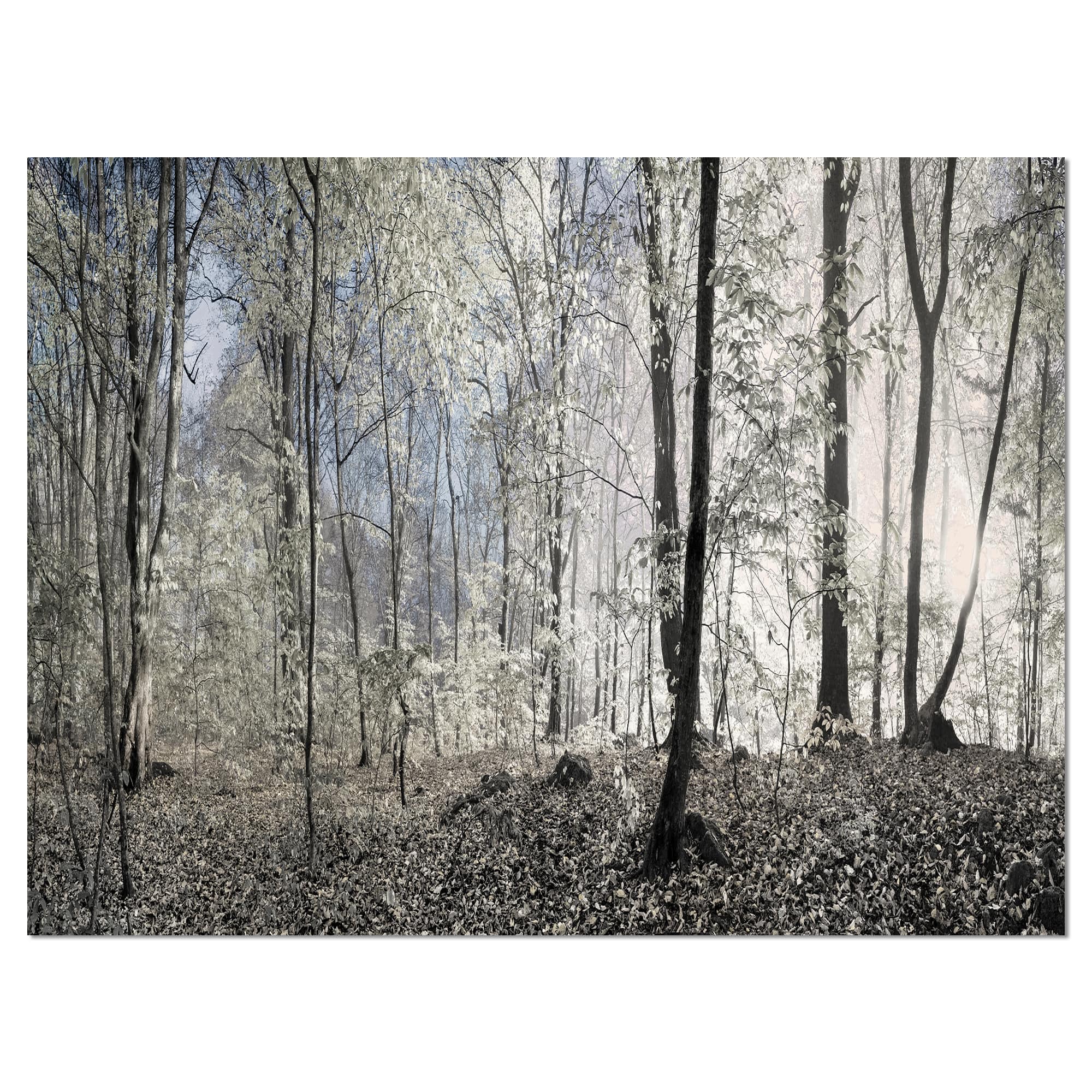 Designart - Dark Morning in Forest Panorama - Landscape Canvas Art Print