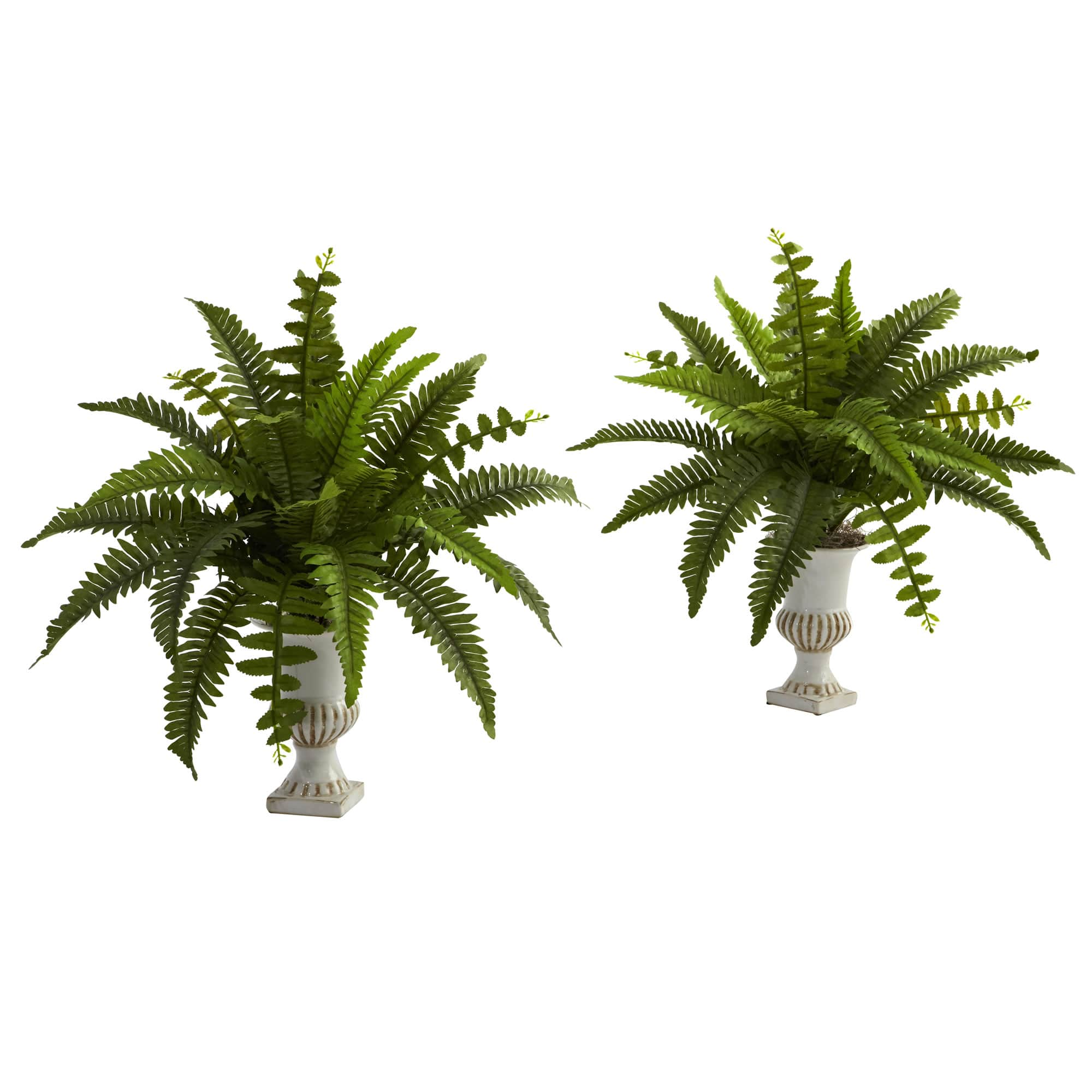 20" Boston Fern with Urn, 2ct.